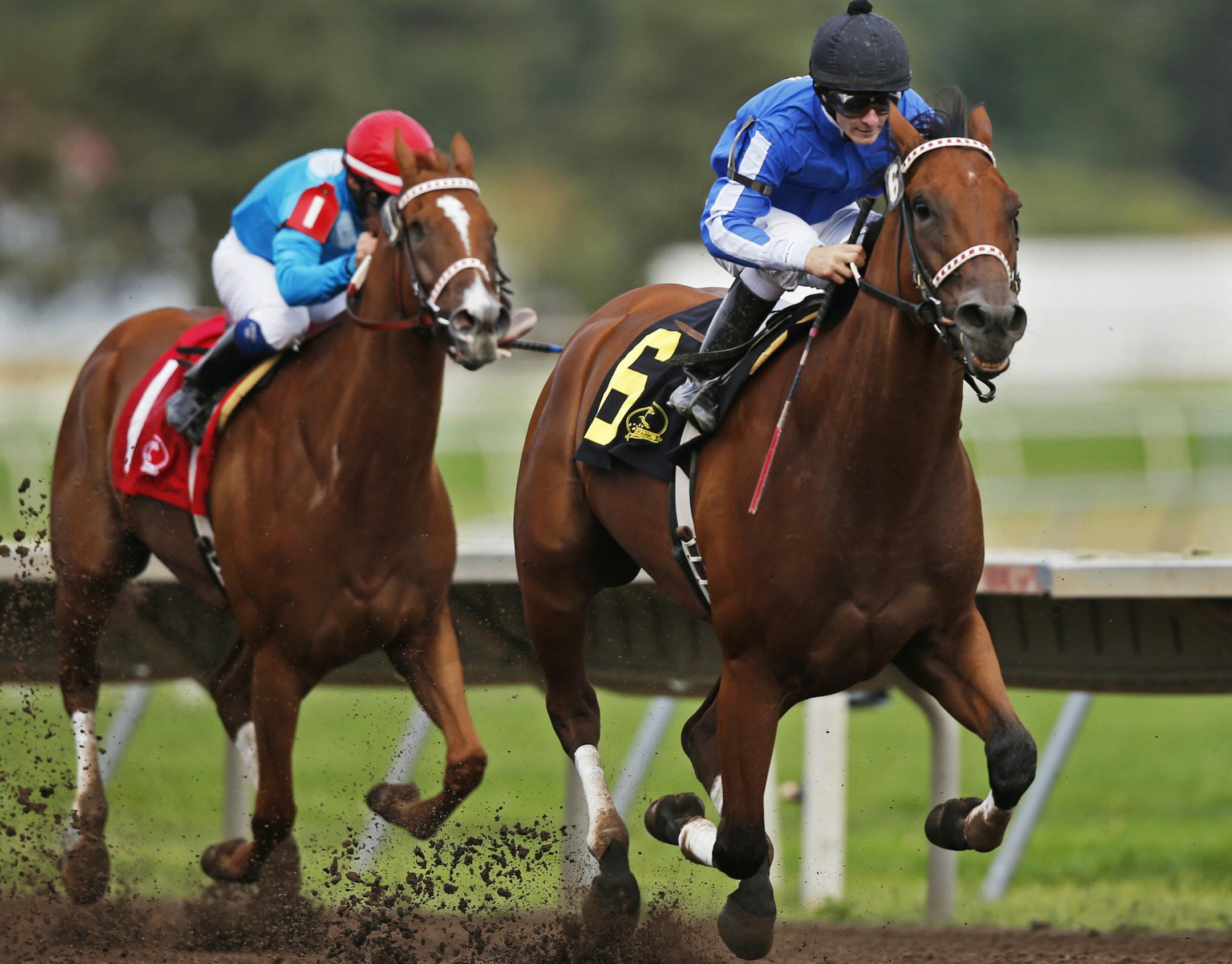 At Canterbury Park in Shakopee, Heliskier(6) beat Desert Alley(1) in the fifth race.]richard tsong-taatarii/rtsong-taataarii@startribune.com ORG XMIT: MIN1309011745460767