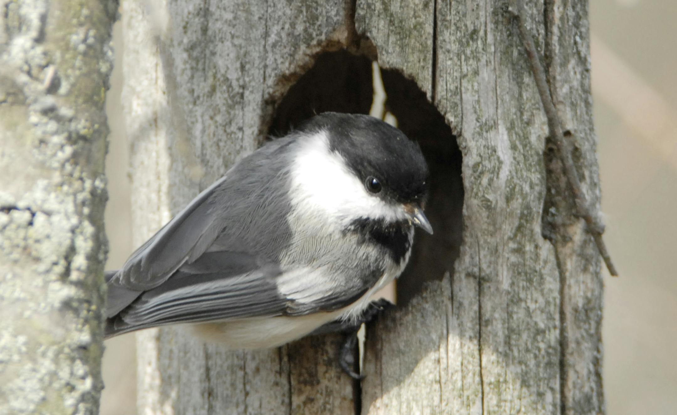 Caption: Photo by Jim Williams A black-capped chickadee checks out a tree hole made by a woodpecker some years ago‚Äîwould this be a good place to spend the night? Birds that nest in tree cavities or nest boxes might be candidates for winter roost boxes.