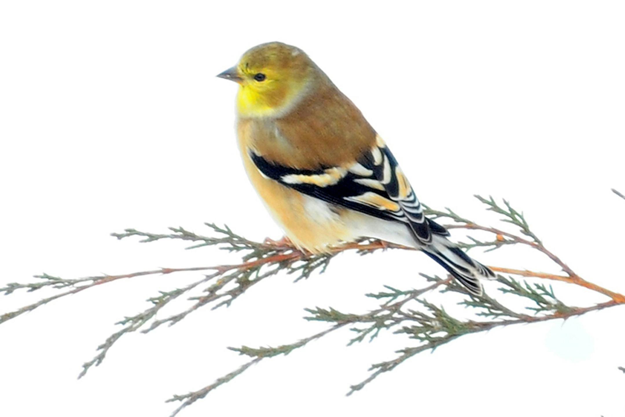 American Goldfinches show molt as well as any of our local birds. The males loose their bright black and yellow plumage in the fall, replacing it with drab colors. They regain their glory in the spring, when looking good for mate competition is important. Here are birds from summer and winter. credit: Jim Williams