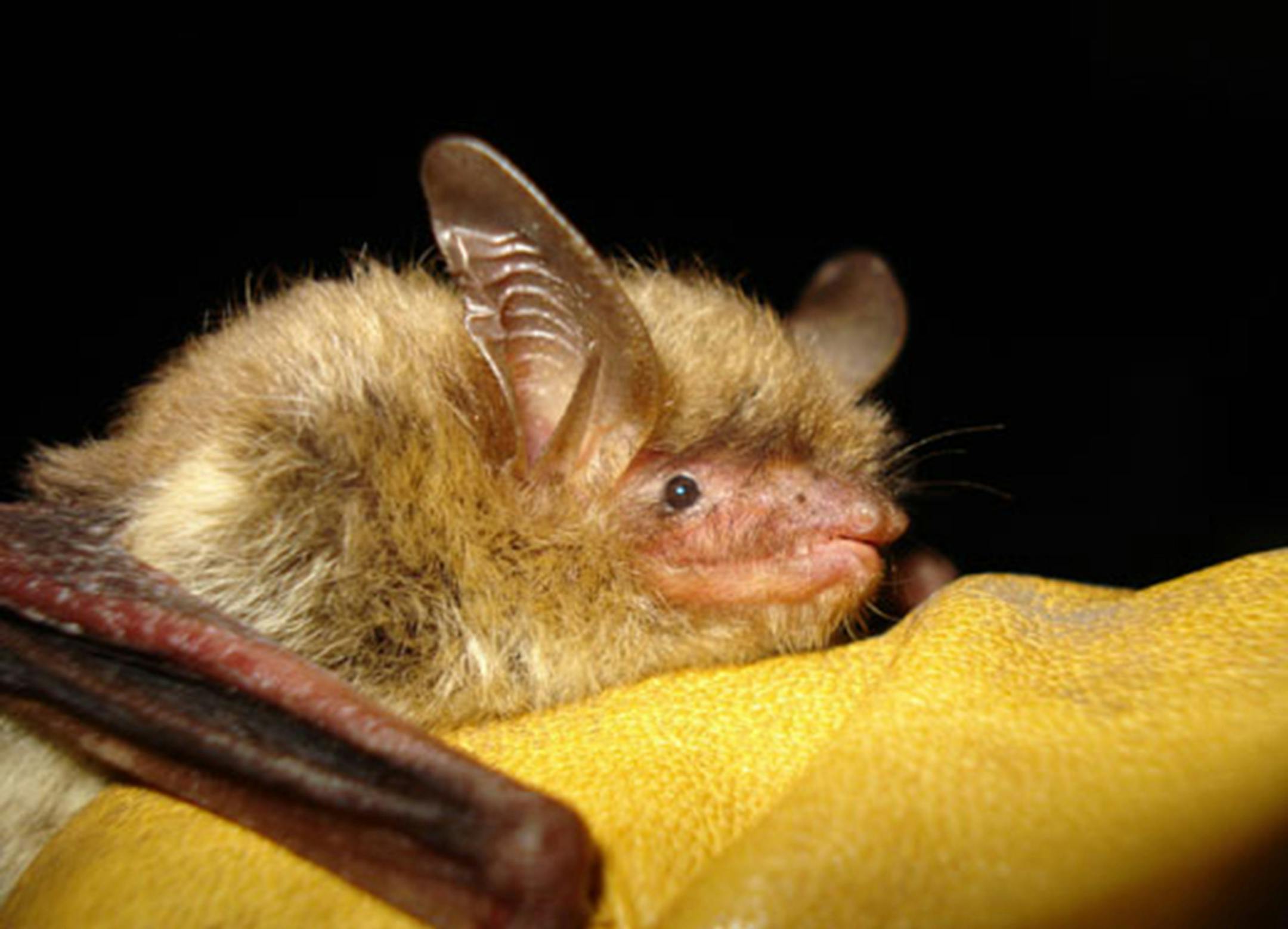 This file photo provided by the Wisconsin Department of Natural Resources shows a northern long-eared bat, which the U.S. Fish and Wildlife Service proposes to add to the federal endangered species list. The agency is scheduled to make a decision by October but officials in four states are requesting a delay. (AP Photo/Wisconsin Department of Natural Resources) ORG XMIT: NY122 ORG XMIT: MIN1408201000277787
