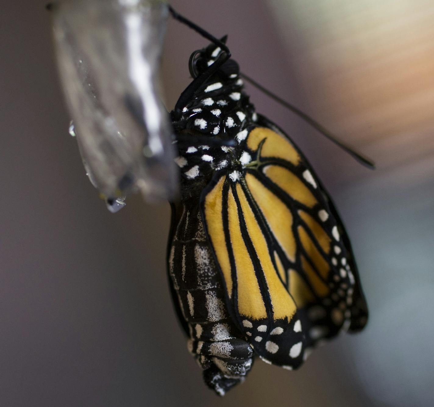 The body of the butterfly as it breaks out of the chrysalis is larger because all the liquids are stored there and they are slowly pushed out into the wings as the butterfly opens up. Photographed on Monday, August 17, 2015 in Minneapolis, Minn. Fiona Lennox has more than 300 butterflies (eggs, caterpillars, chrysalis and butterflies) in her home. ] RENEE JONES SCHNEIDER &#x2022; reneejones@startribune.com