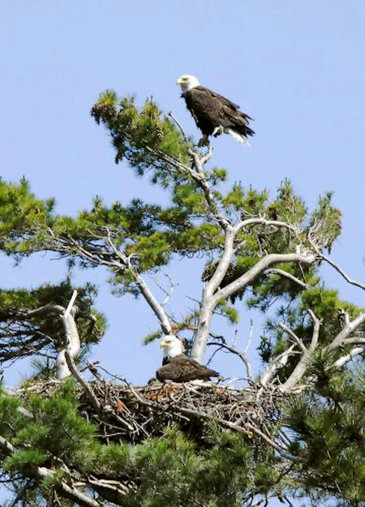 Some eagle nests contain the makings of a scavenger hunt.