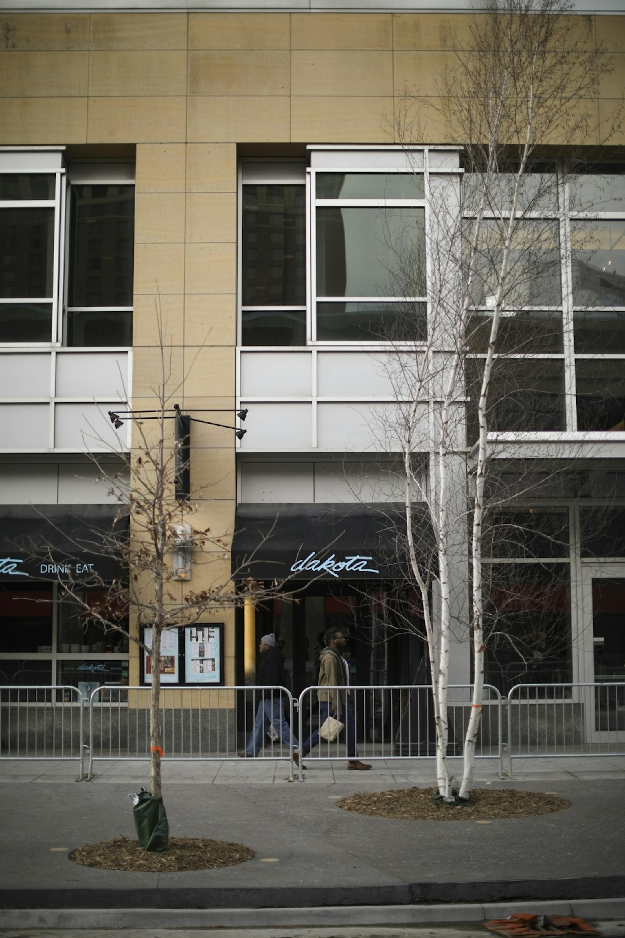 An example of the type of oak, left, and birch trees that will be planted along the revamped Nicollet Mall. These are outside the Dakota Jazz Club at S. 10th St. on the mall.