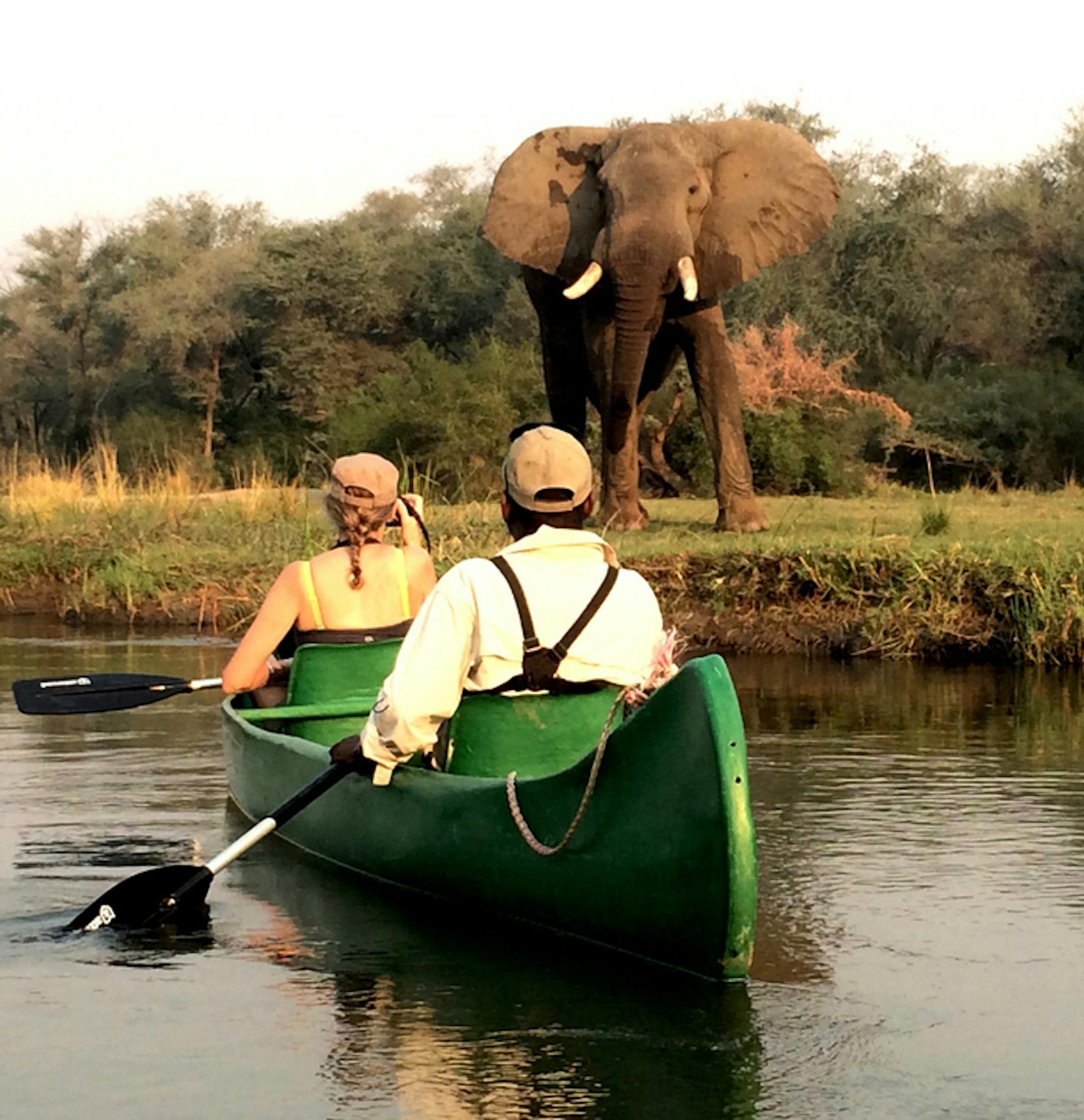 Can I have your name as you would like it to appear in print, and the town in which you live?
Mark Wirt
Minneapolis, Minnesota Where were you when you took this photo?
We were canoeing on the Zambezi River in Zambia. What does it show?
We were doing some game spotting along the river. My wife, Ann Brimacombe, was with our guide in the lead canoe. I was following in a second canoe. An elephant was grazing near the shore as we drifted past. The guide got Ann closer for a better photo assuring us t