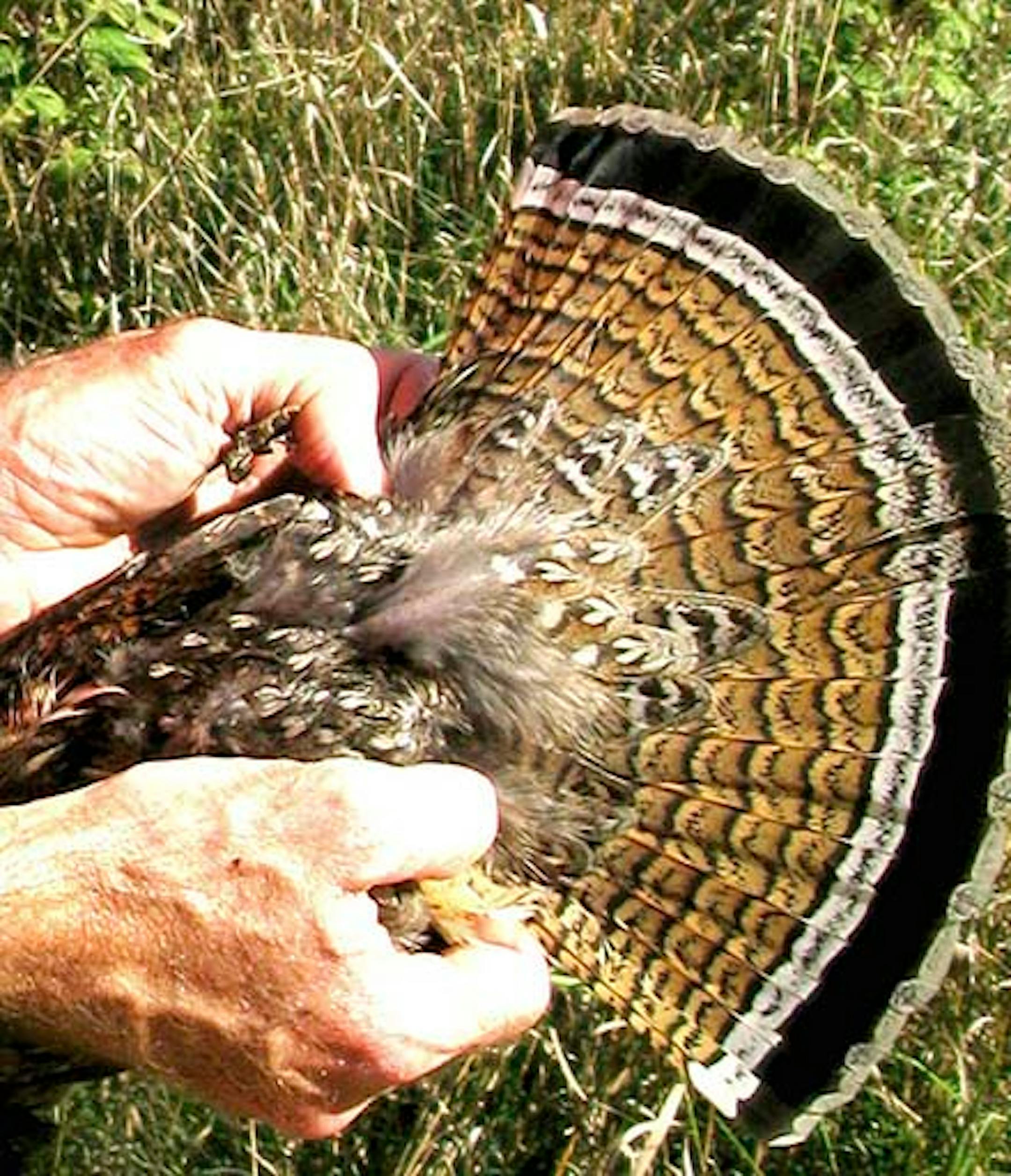 DENNIS ANDERSON • danderson@startribune.com ... 9/2007 ... Tail feathers of a red-phase mature ruffed grouse.
