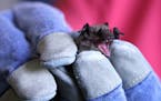 Two bats found in Minneapolis in recent weeks have tested positive for rabies at the University of Minnesota.