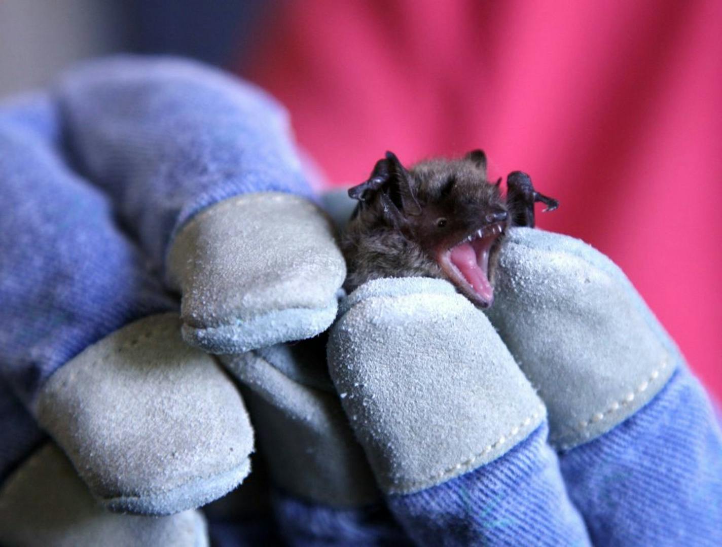 Two bats found in Minneapolis in recent weeks have tested positive for rabies at the University of Minnesota.