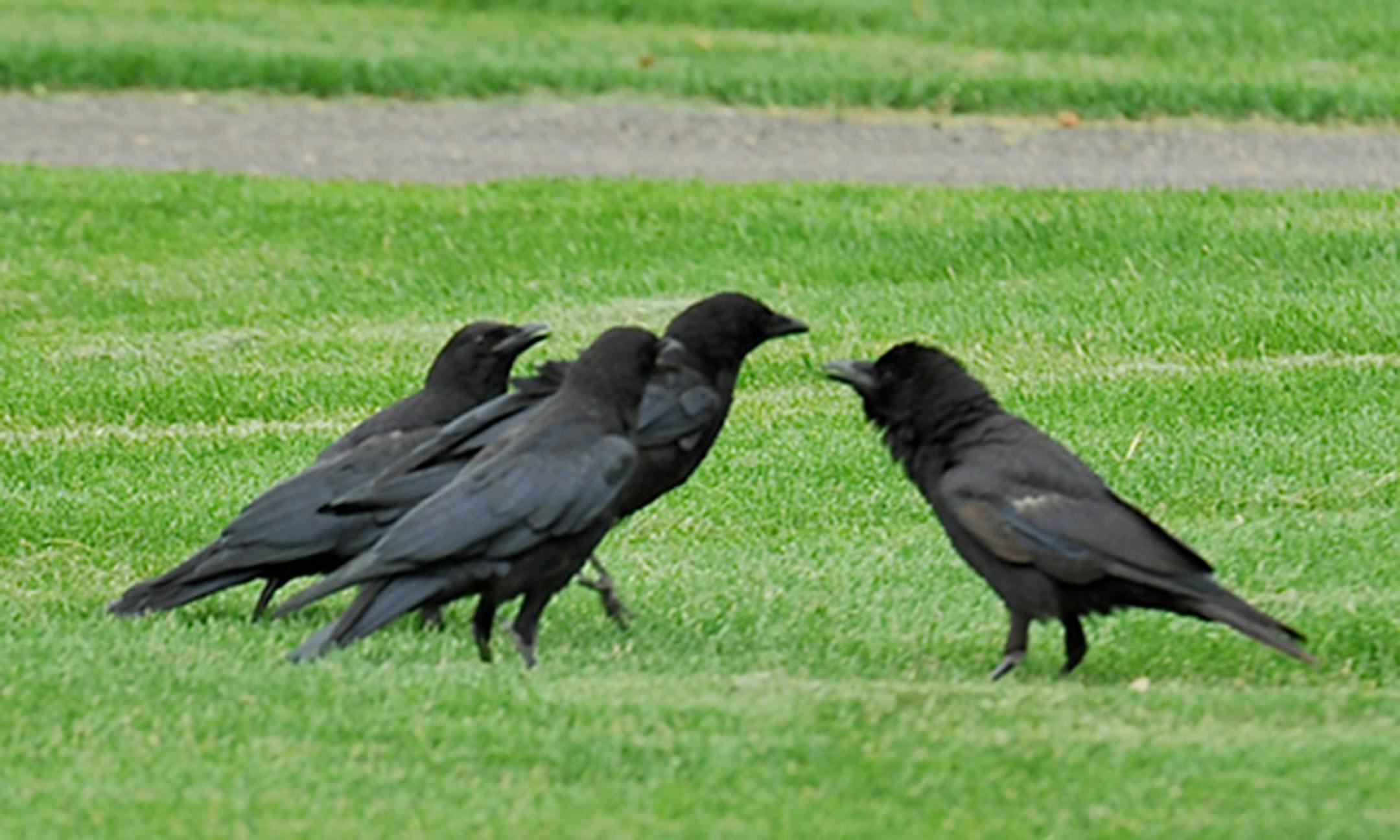 Photos by Jim Williams
A crow family, probing the grass for worms and beetles, cackles and calls to stay in touch with each other.