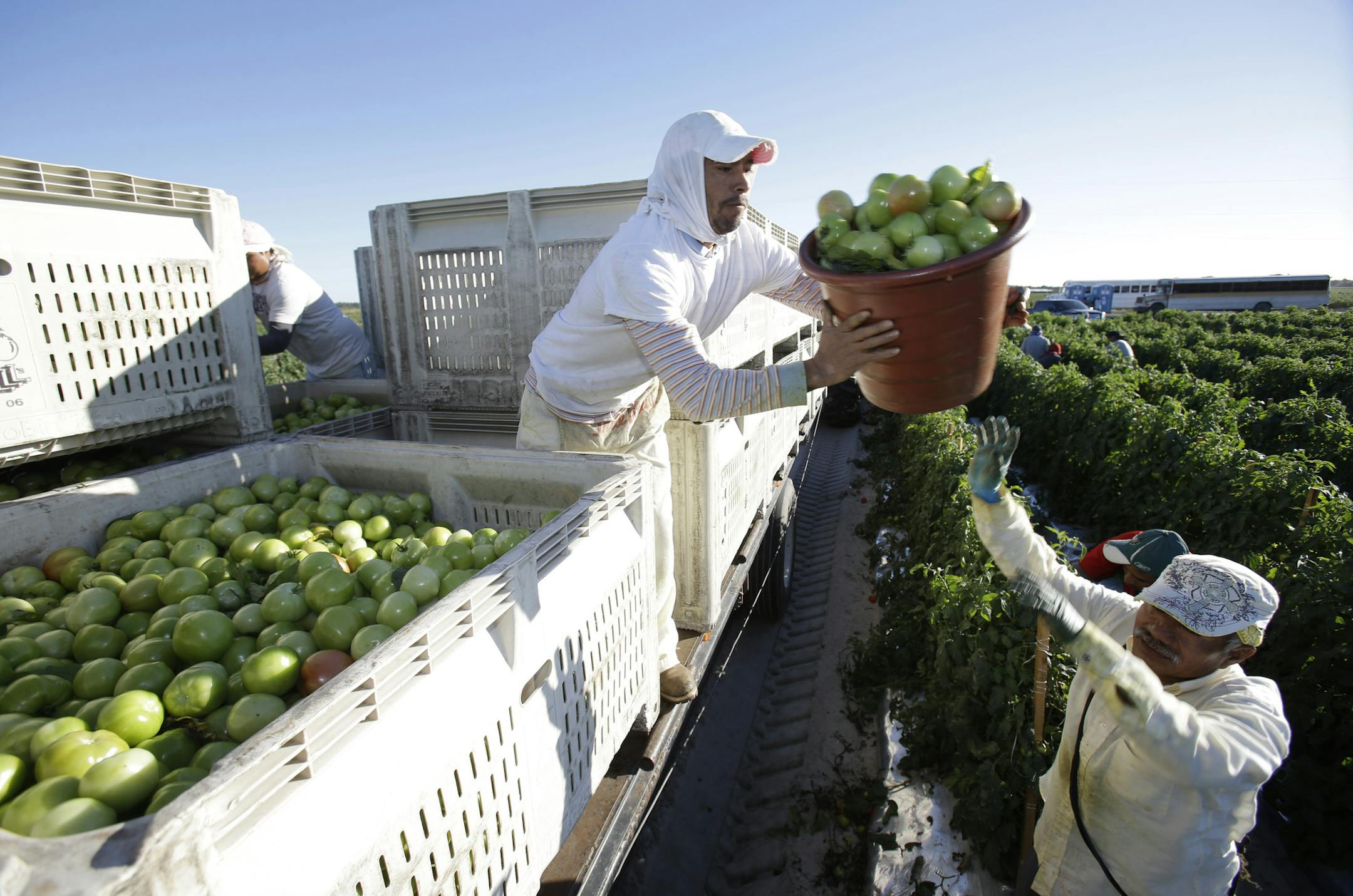 Farmworker at Lipman Produce load tomatoes on a truck from a second harvest of tomato plants, Thursday, Jan. 16, 2014 in Naples, Fla. Wal-Mart Stores Inc. on Thursday joined an initiative that will require its Florida tomato suppliers to increase farmworker pay and protect workers from forced labor and sexual assault, among other things. The nationís largest retailer became the most influential corporation to join the initiative promoted by a coalition of farmworker activists based in south
