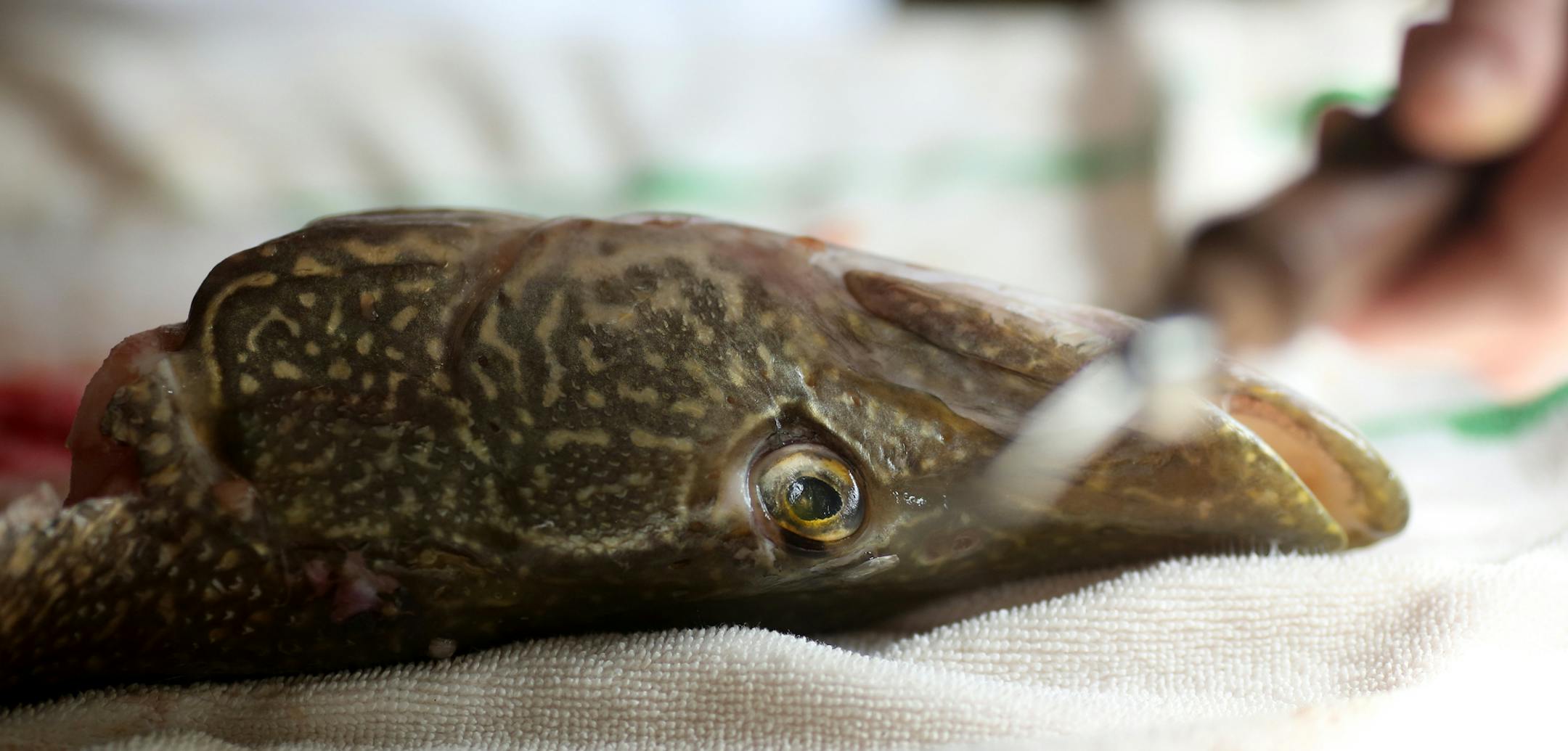 Taxidermist Tia Annis talked about the expense of some of the specialized tools like the one she's holding that is used to remove the eyes. ] (KYNDELL HARKNESS/STAR TRIBUNE) kyndell.harkness@startribune.com Tia Annis, 33, might be the first taxidermist to set up shop in Chaska. As an avid hunter, she grew up with a "waste not, want not" attitude, regularly eating roadkill deer for dinner. This was shot Tuesday, Feb. 28, 2017 in her home in Chaska, Min.