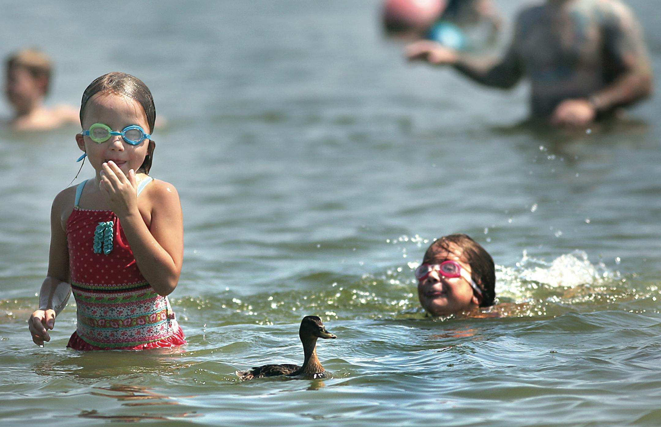 With temperatures in the 90s, even a duck decided to cool off in the waters of Lake Nokomis on a hot, August afternoon.