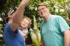 Fans line up Sunday to see Como Conservatory's corpse flower, which is expected to bloom later Sunday or days after that. The corpse flower, one of th