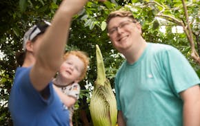 Fans line up Sunday to see Como Conservatory's corpse flower, which is expected to bloom later Sunday or days after that. The corpse flower, one of th