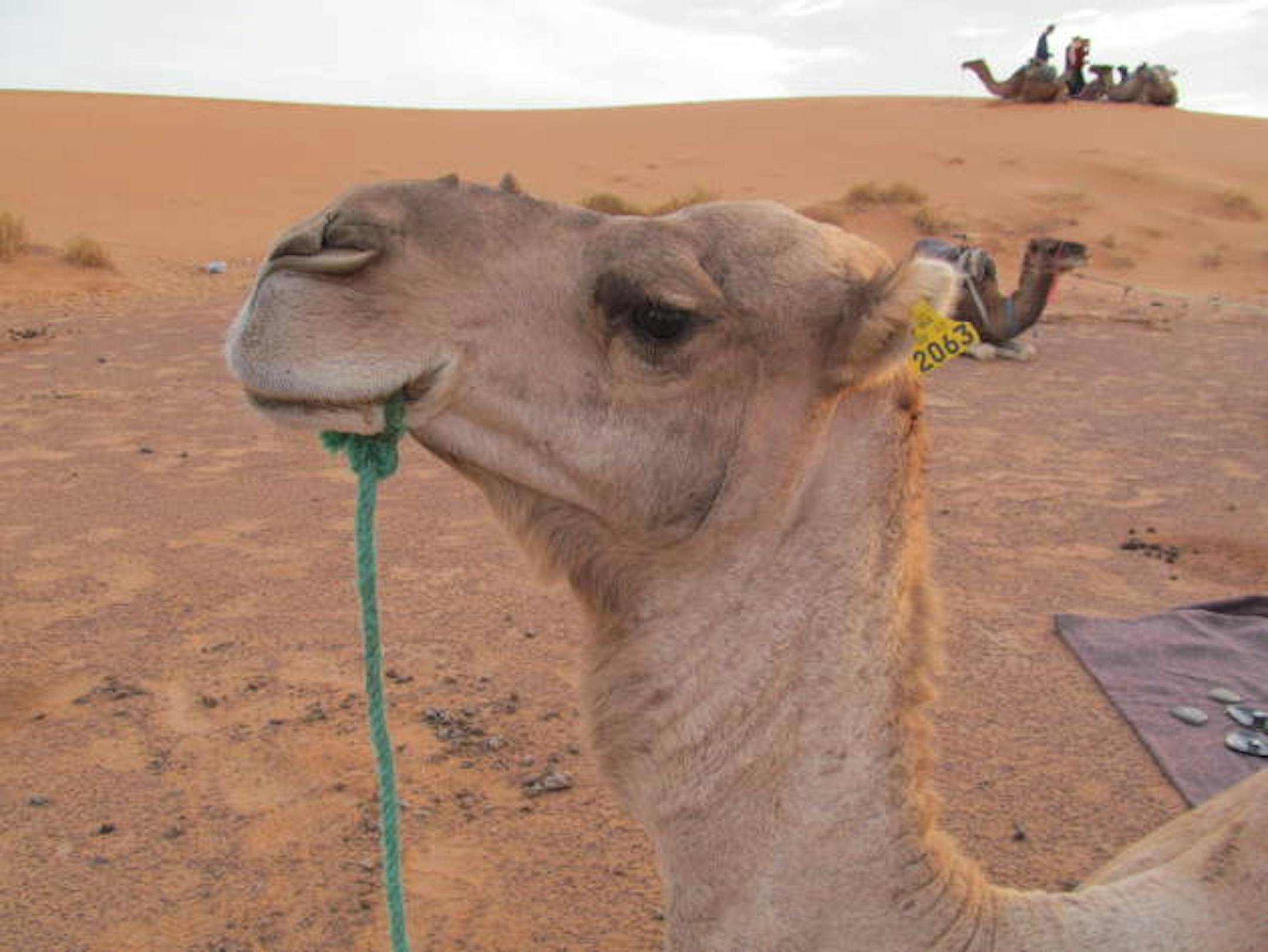 One member of our morning caravan