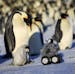 This photo provided by Frederique Olivier/John Downer Productions shows a remote-controlled roving camera camouflaged as a penguin chick in Adelie Lan