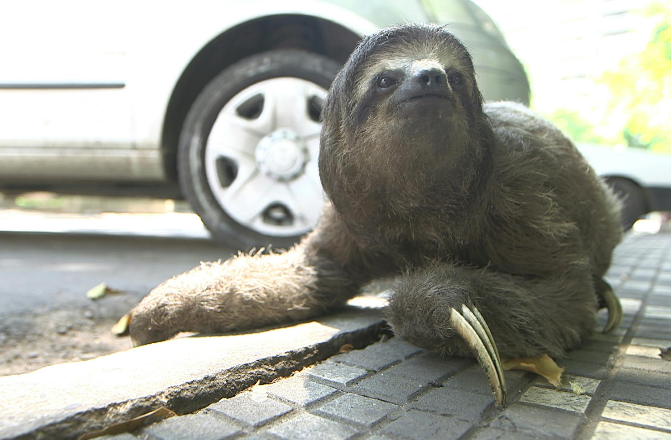 Barra Mansa - Brazil: A three-toed sloth navigates a sidewalk in Rio de Janeiro. (Photo Credit: National Geographic Television/ Cristian Dimitrius) ORG XMIT: NGT