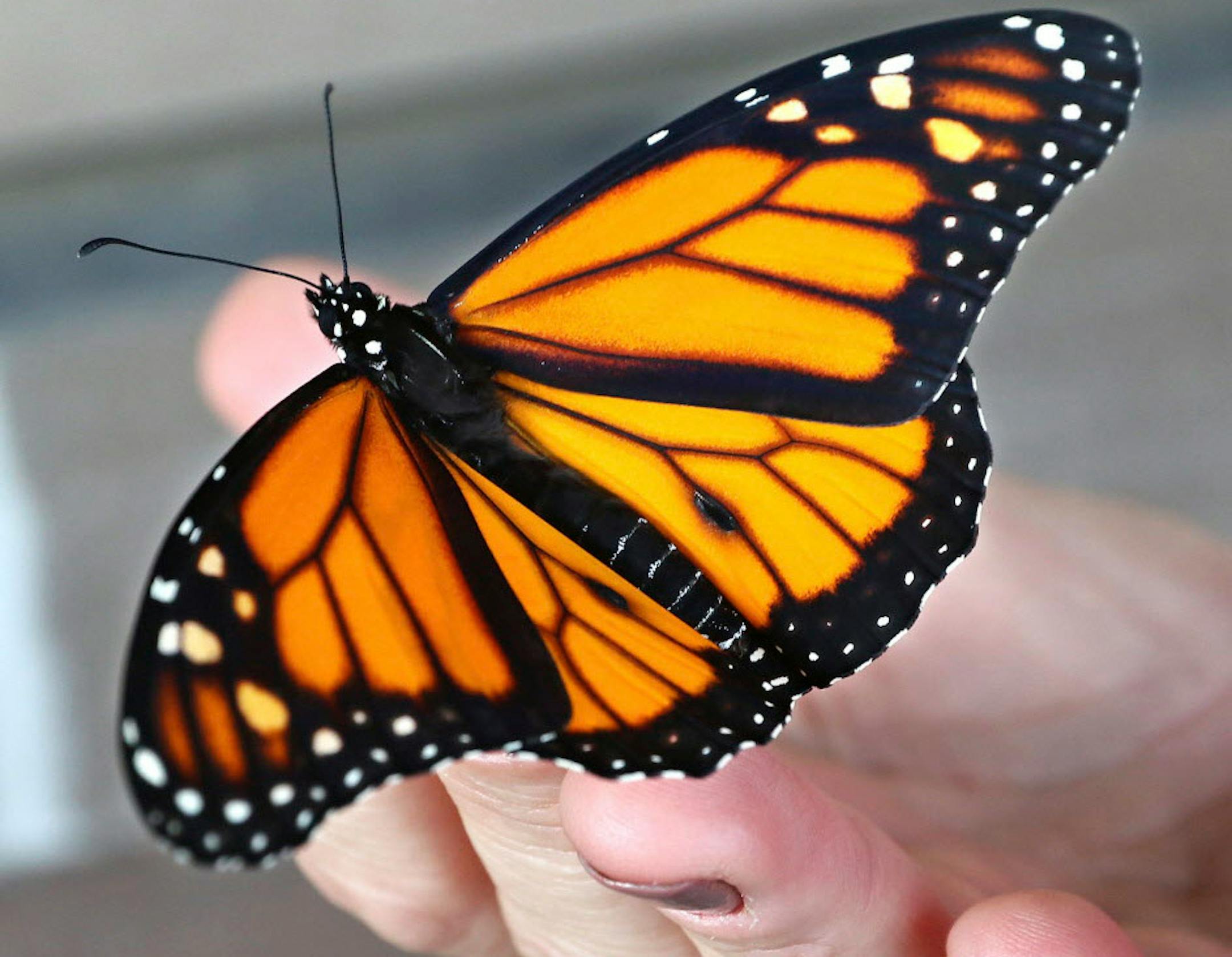 Monarch butterfly