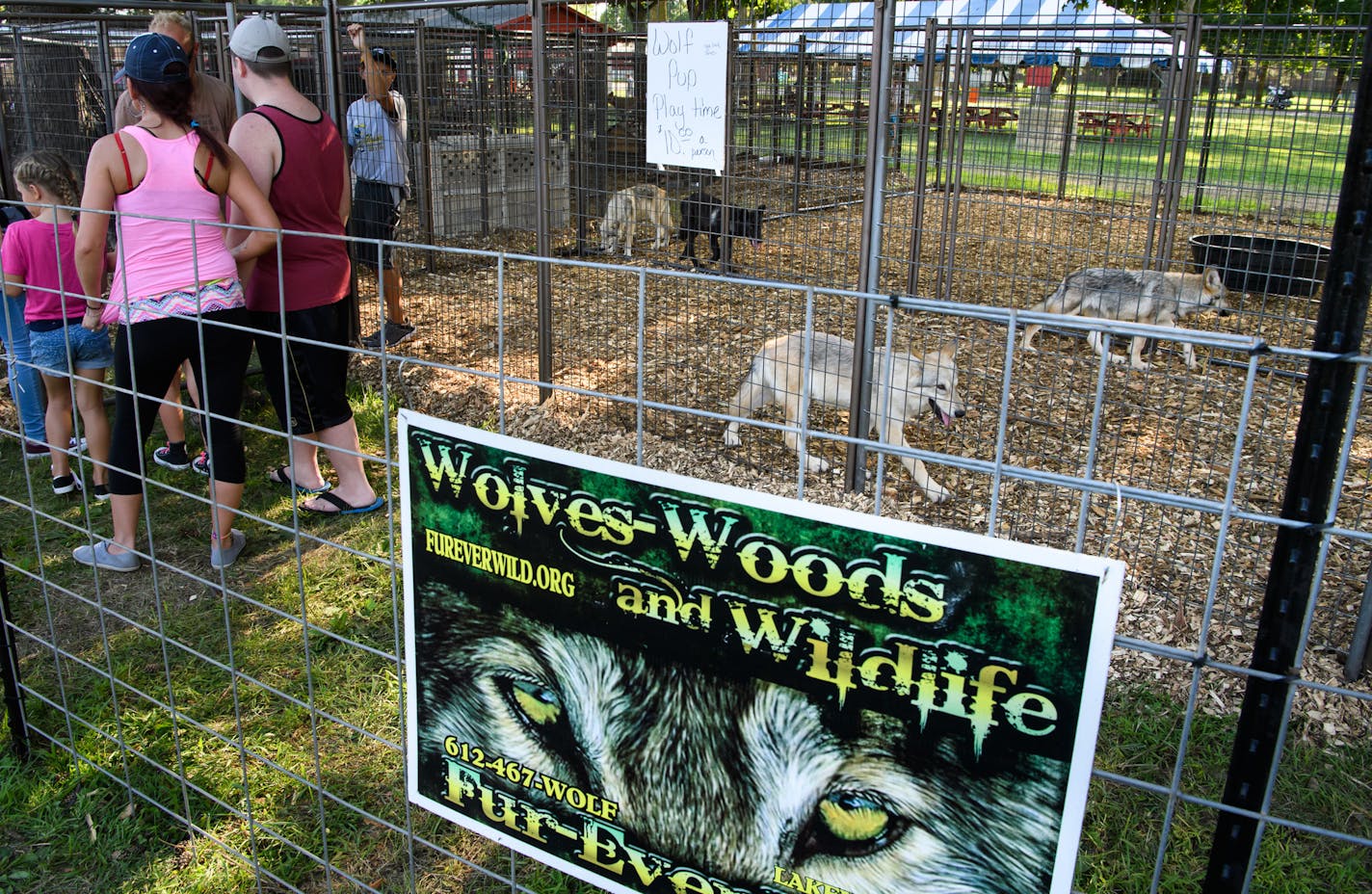 Fur-Ever Wild returned to the Dakota County Fair this year after being barred for two years. Owner Terri Petter says she tries to show the reality of wildlife.