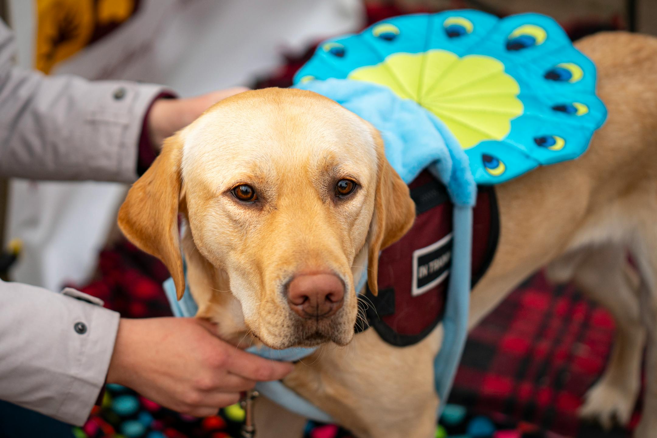 Lenny, a service dog with Pawsitive Perspectives Assistance Dogs (PawPADs), gets dressed up in a peacock costume at PawPAD's booth.