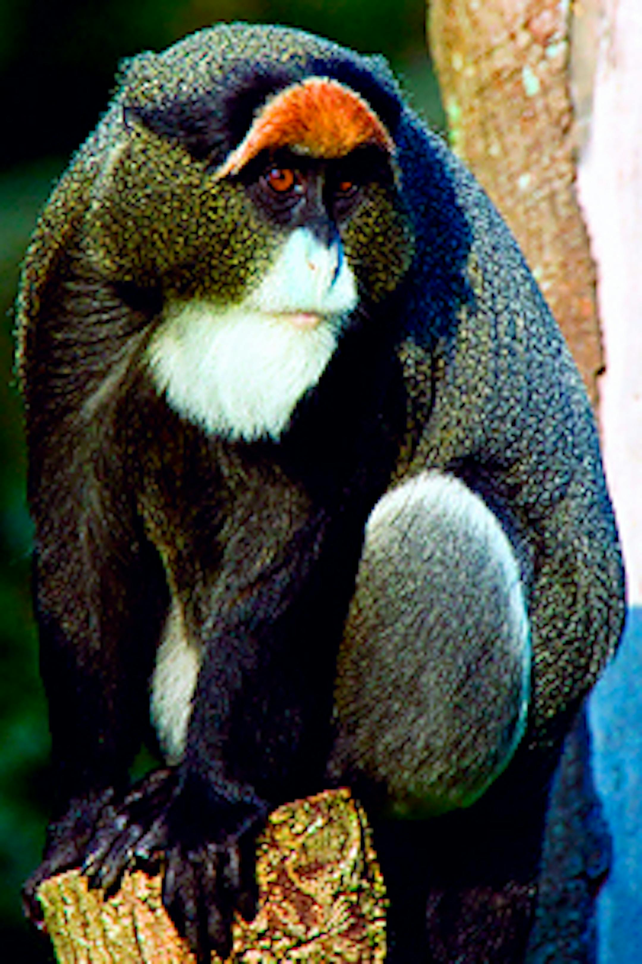 De Brazza's monkey