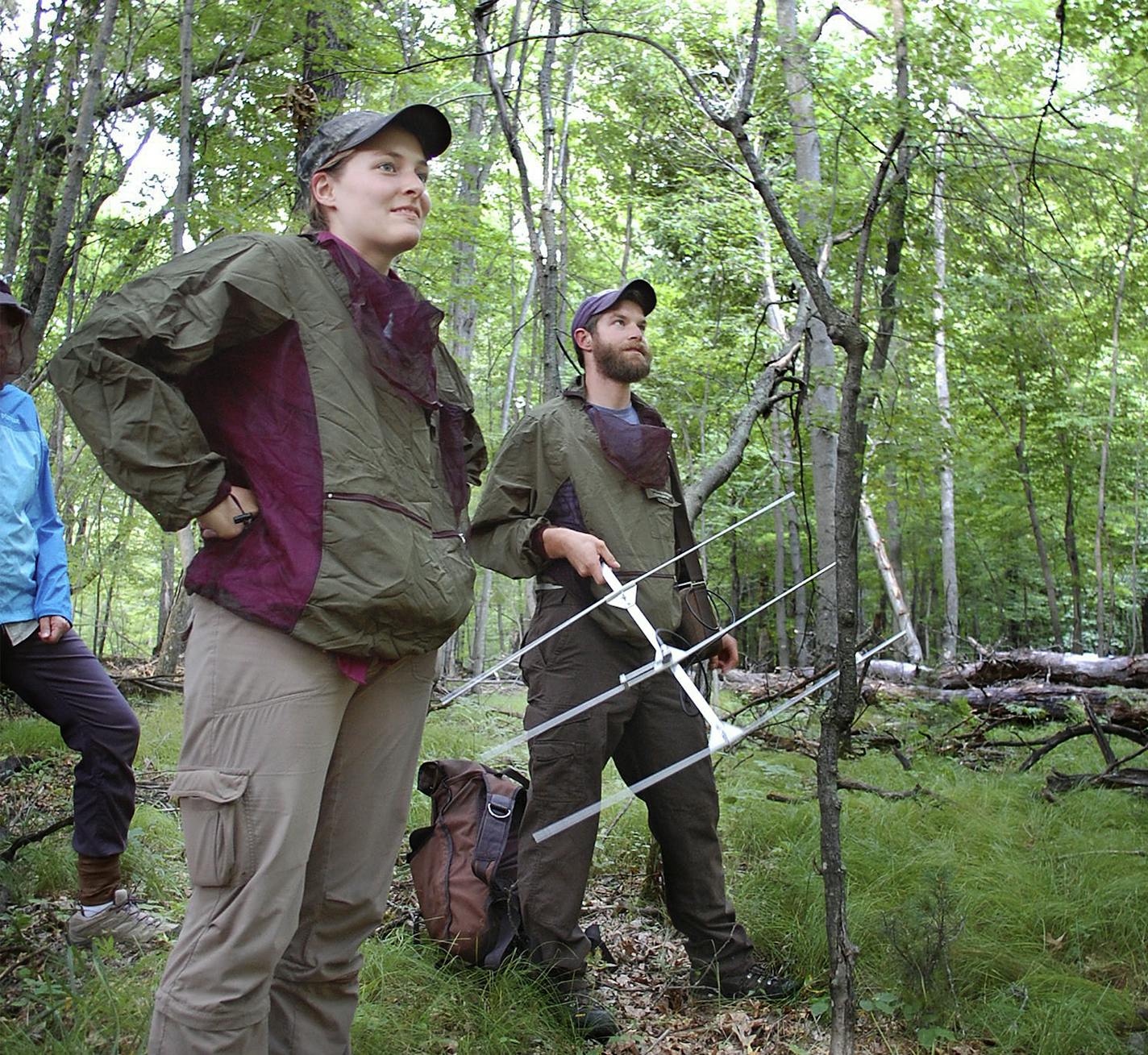 Minnesota researchers are netting and tracking bats in the hopes of fending off the effects of white-nose syndrome, a lethal disease killing populations by the millions. Star Tribune photo by Bob Timmons