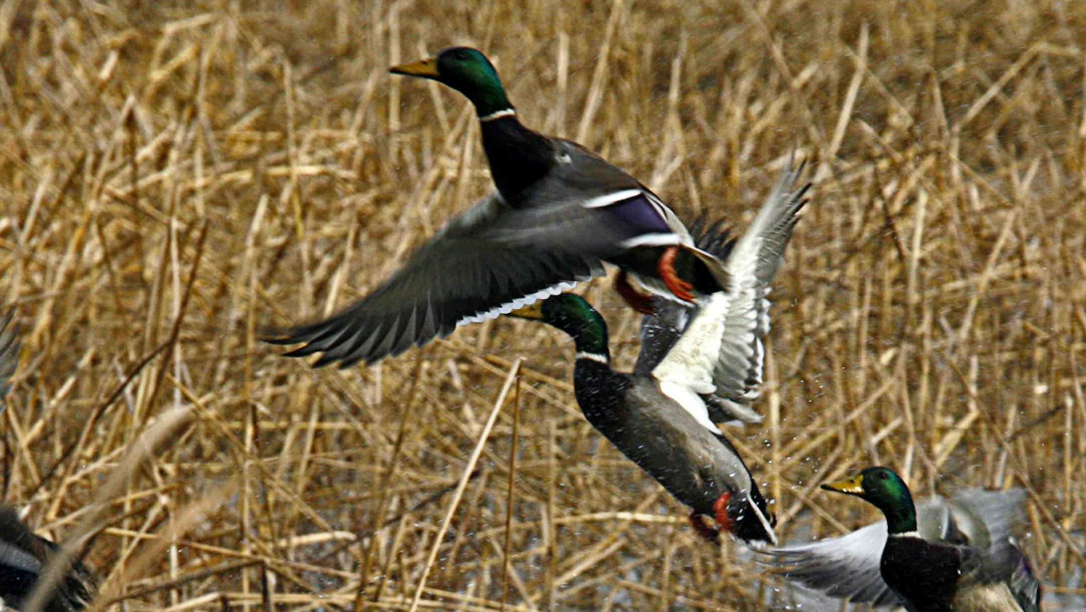 MARLIN LEVISON * mlevison@startribune.com Assign. #00005814A November 20, 2008] - GENERAL INFORMATION: Long Meadow Lake in the Minnesota Valley National Wildlife Refuge does not produce as many waterfowl broods as similar flood plain lakes. Lake waters are also unusually low in number of invertebrates and insects. Officials are concerned that pollutants flowing through storm sewers from the developed areas on surrounding bluffs including the Mall of America may be the root cause of the decline i