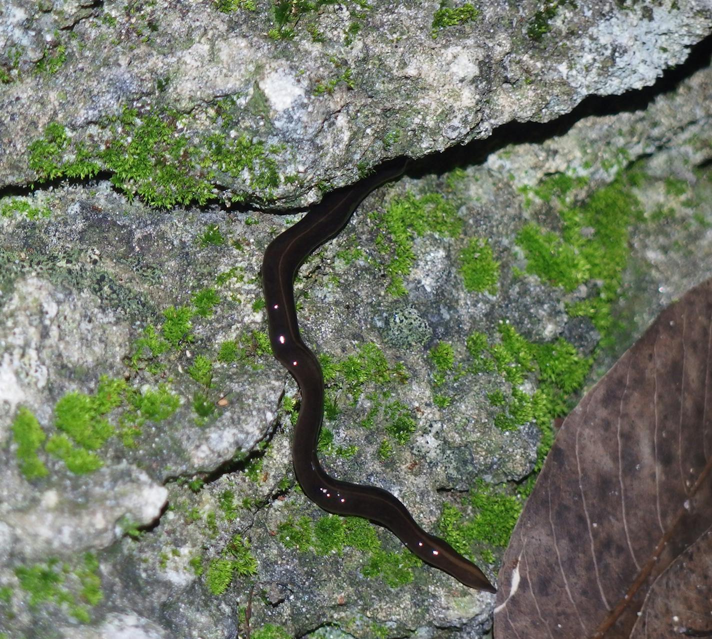 Makiri Sei, a staff scientist at the Academy of Natural Sciences in Philadelphia, was looking for rare tropical snails at Miami's Montgomery Botanical Garden before dawn when she discovered this New Guinea flatworm in August 2014. (Makiri Sei/TNS)