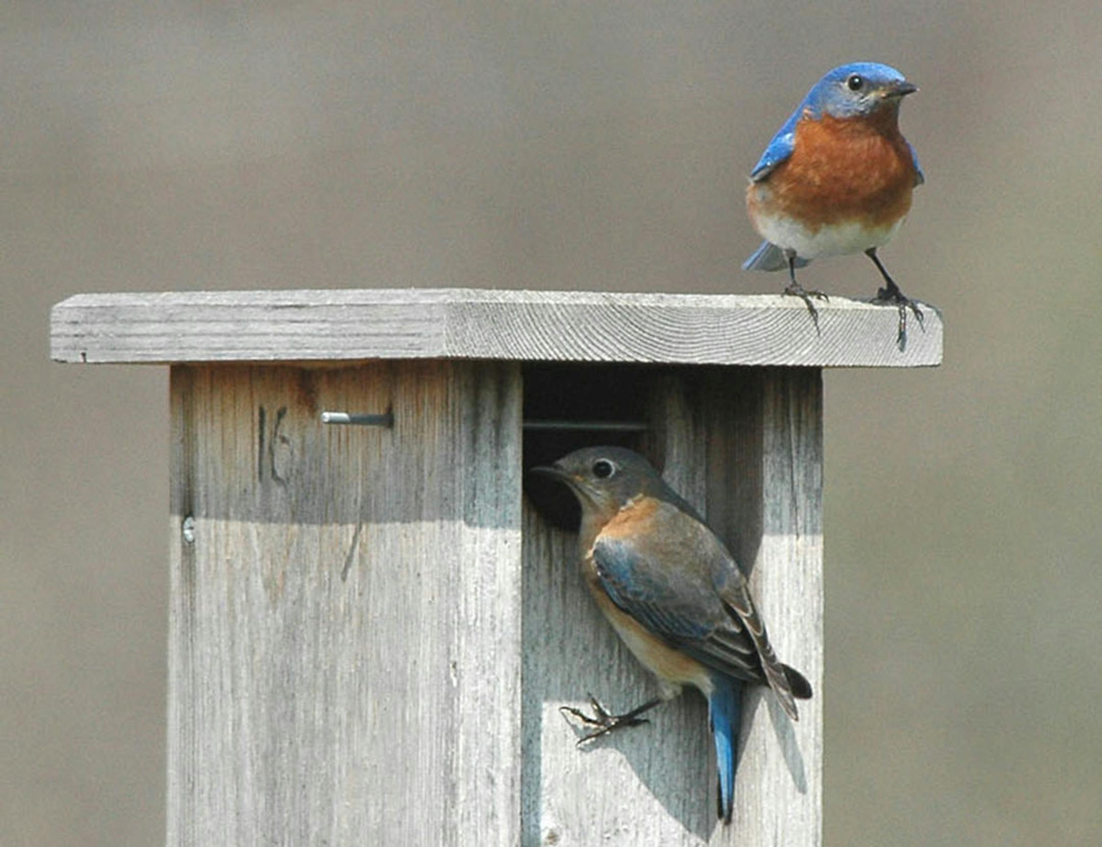 Photos by Jim Williams A female (left) and male bluebird check out the human-made structure where they‚Äôll raise their broods this summer. If you want to see bluebirds, look for nest boxes like this one. ORG XMIT: MIN1406061724481497