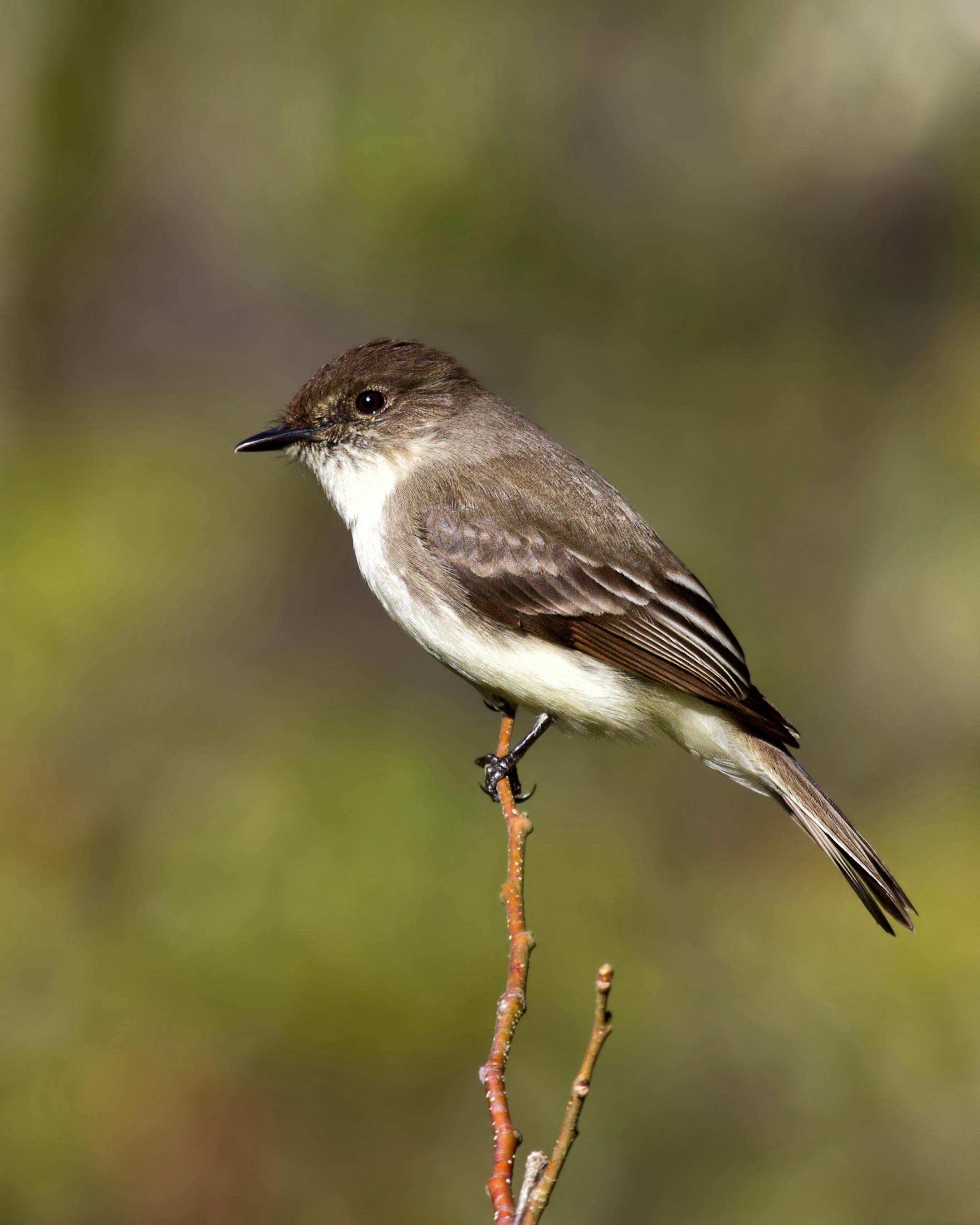Eastern phoebe