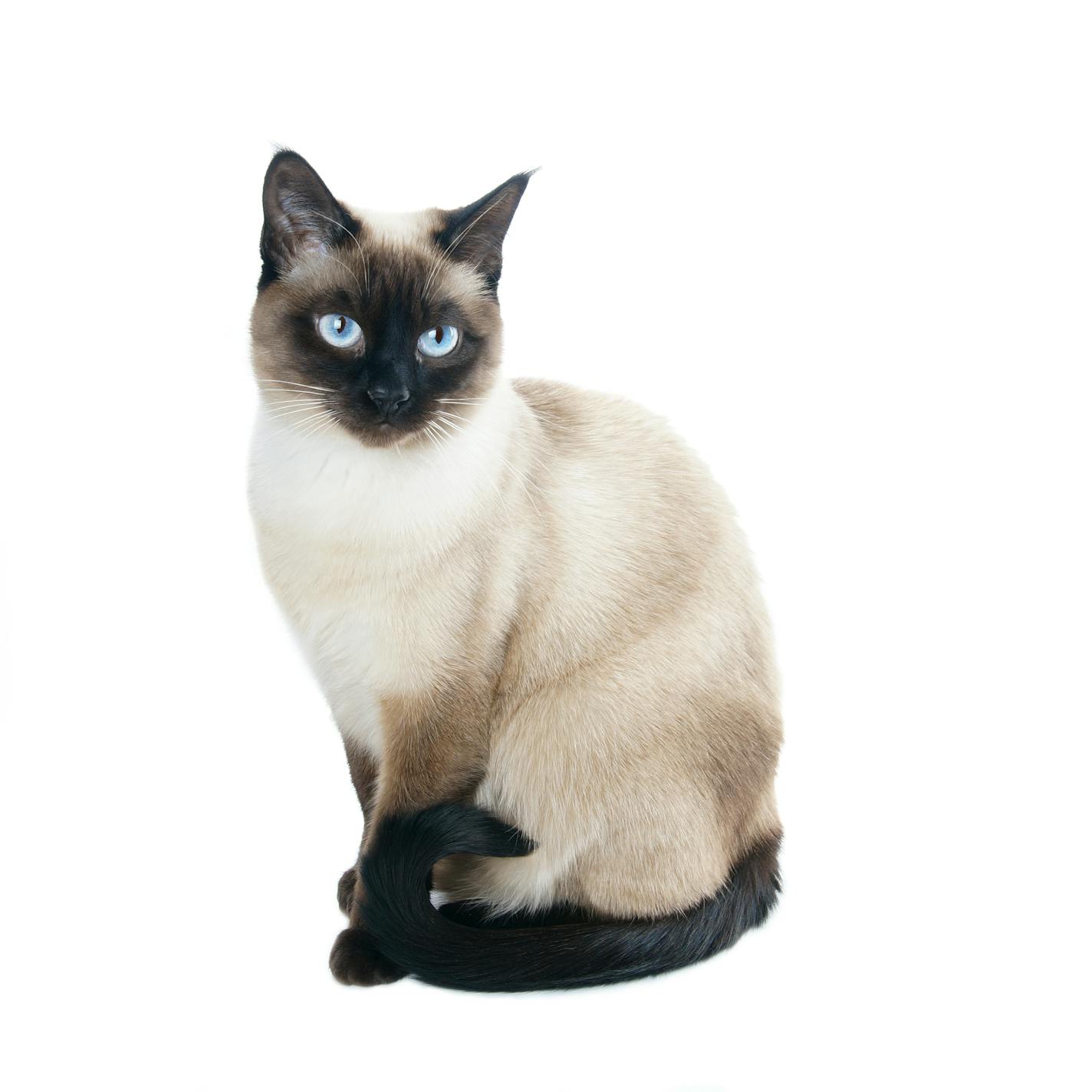 a thai cat is a traditional or old-style siamese cat. colloquially also called applehead.