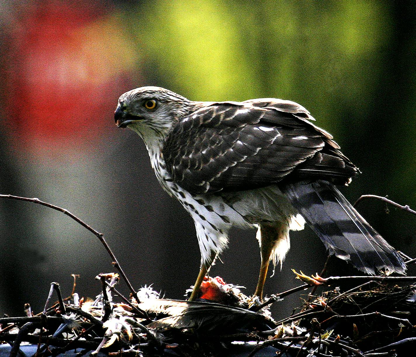 DAVID JOLES &#xef; djoles@startribune.com Minneapolis, MN - May 5, 2009-] A Cooper's hawk feeds on a small bird atop a fence near 58th Street and First Ave. South in Minneapolis.