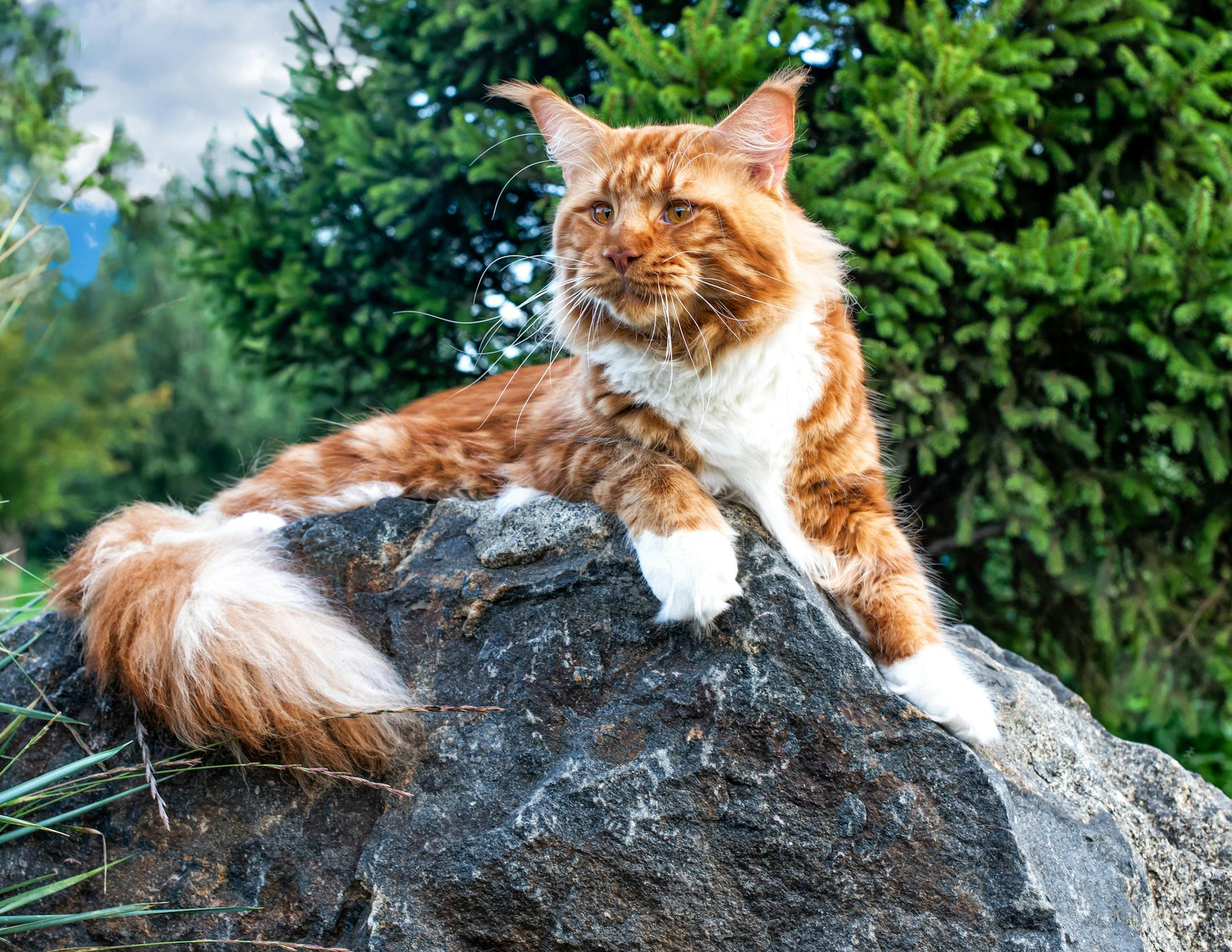 Maine coon cats can live 12 to 15 years.