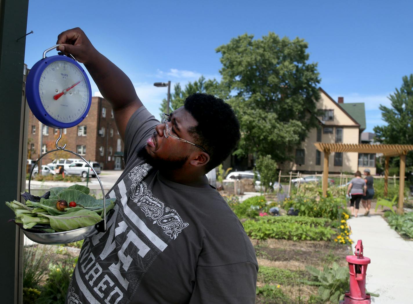 Hope Community nonprofit has set its third community garden this year near a new apartment community on the1900 block of Portland Ave. S. and was seen Tuesday, Aug. 30, 2015 on the 1900 block of Portland Ave. S in Minneapolis, MN. Here, Anthony Emanuel, Hope Community youth stewards facilitator, weighs vegetables he harvested for use later in a bi-weekly community cooking class.](DAVID JOLES/STARTRIBUNE)djoles@startribune The number of community gardens in the Twin Cities have grown from 166 in