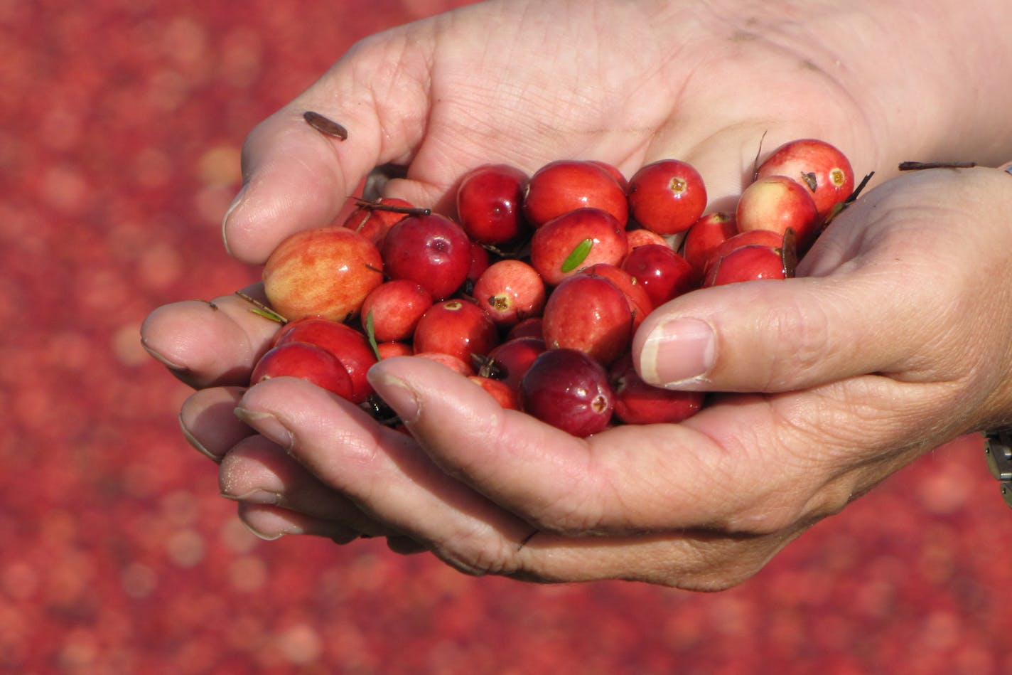 PHOTOS BY LISA MEYERS McCLINTICK A harvesting machine paddles through the beds of Cutler Cranberries, which has raised the tart fruit near Warrens, Wis., since the 1920s. Air pockets in the fruit allow it to float. Wisconsin grows more than half of America&#x201a;&#xc4;&#xf4;s cranberry harvest.