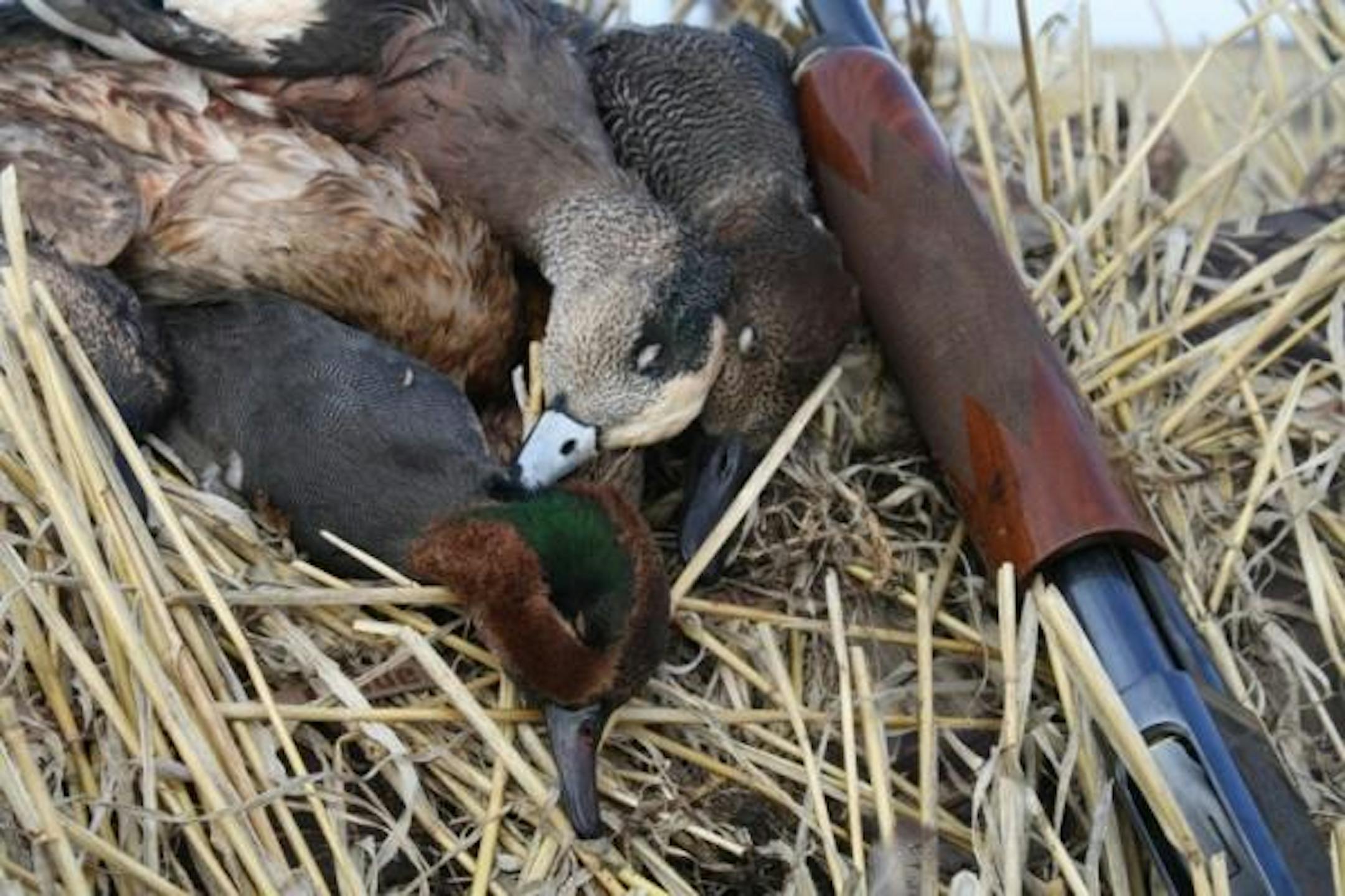 The only dry field hunt on this trip provided a chance for a photo opportunity, the rest was mud!