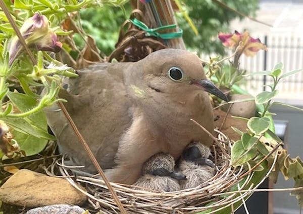 A mourning dove tends its nest. It chose a planter on a second-floor balcony for nesting. 