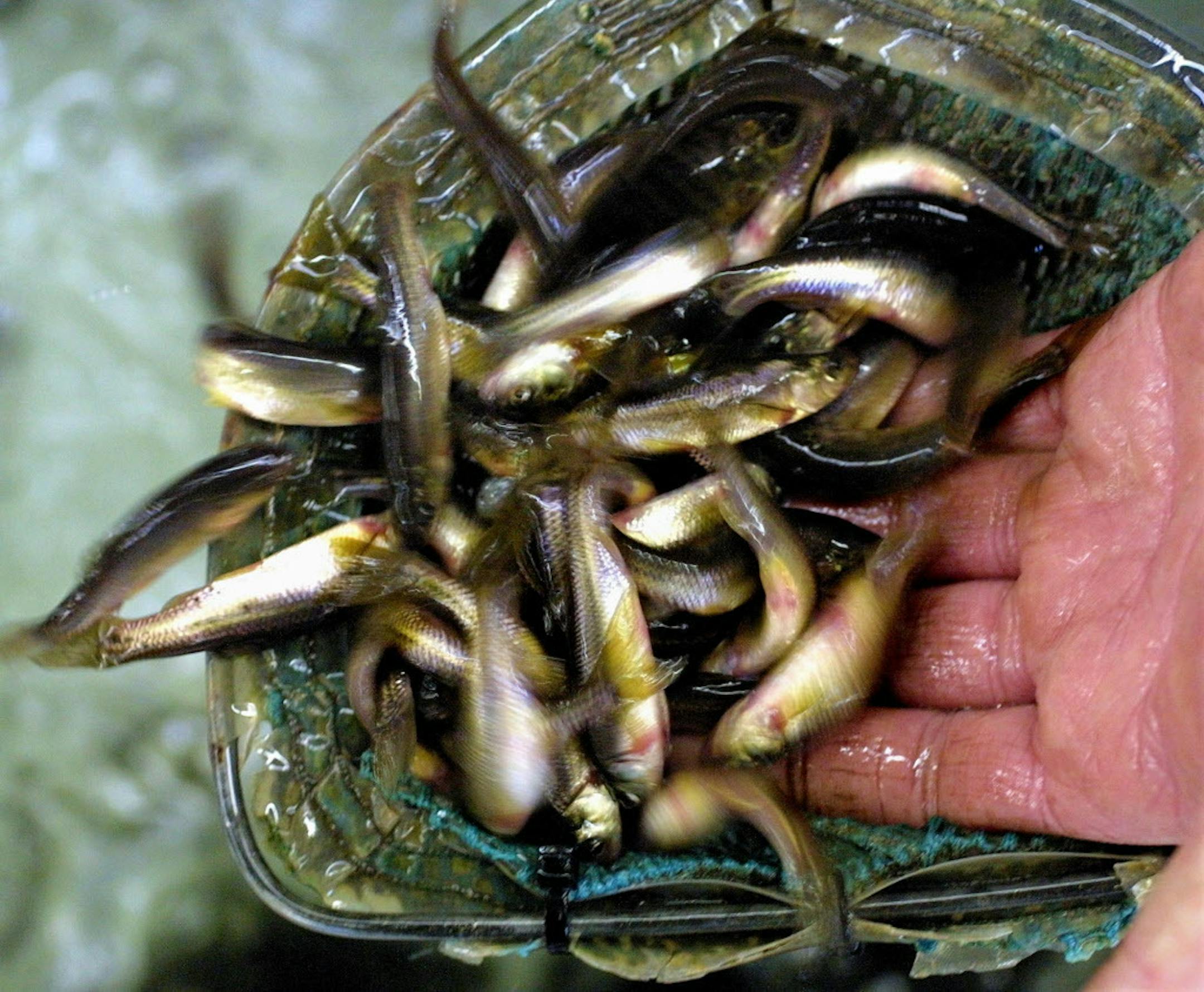 Fathead minnows jump from a scoop net at Frankies Live Bait shop in Chisago.