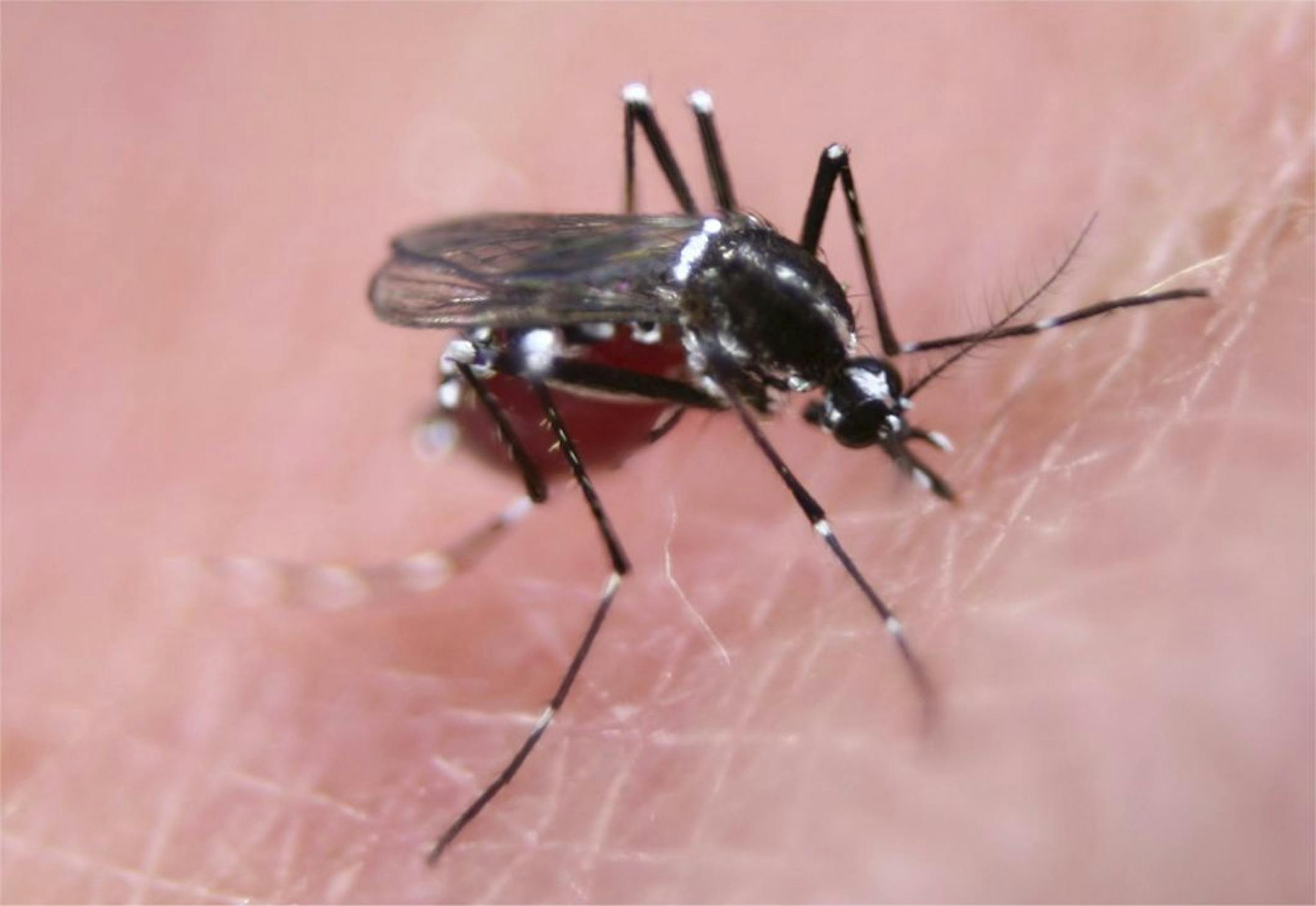 The British firm Oxitec has developed mosquitoes containing a gene that will kill them unless they are given tetracycline.