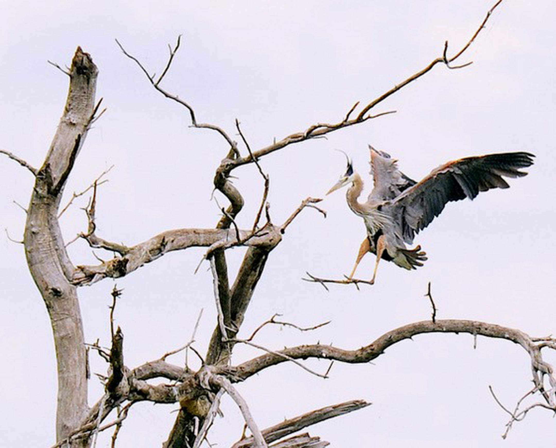 Great blue heron. Jim Williams photo