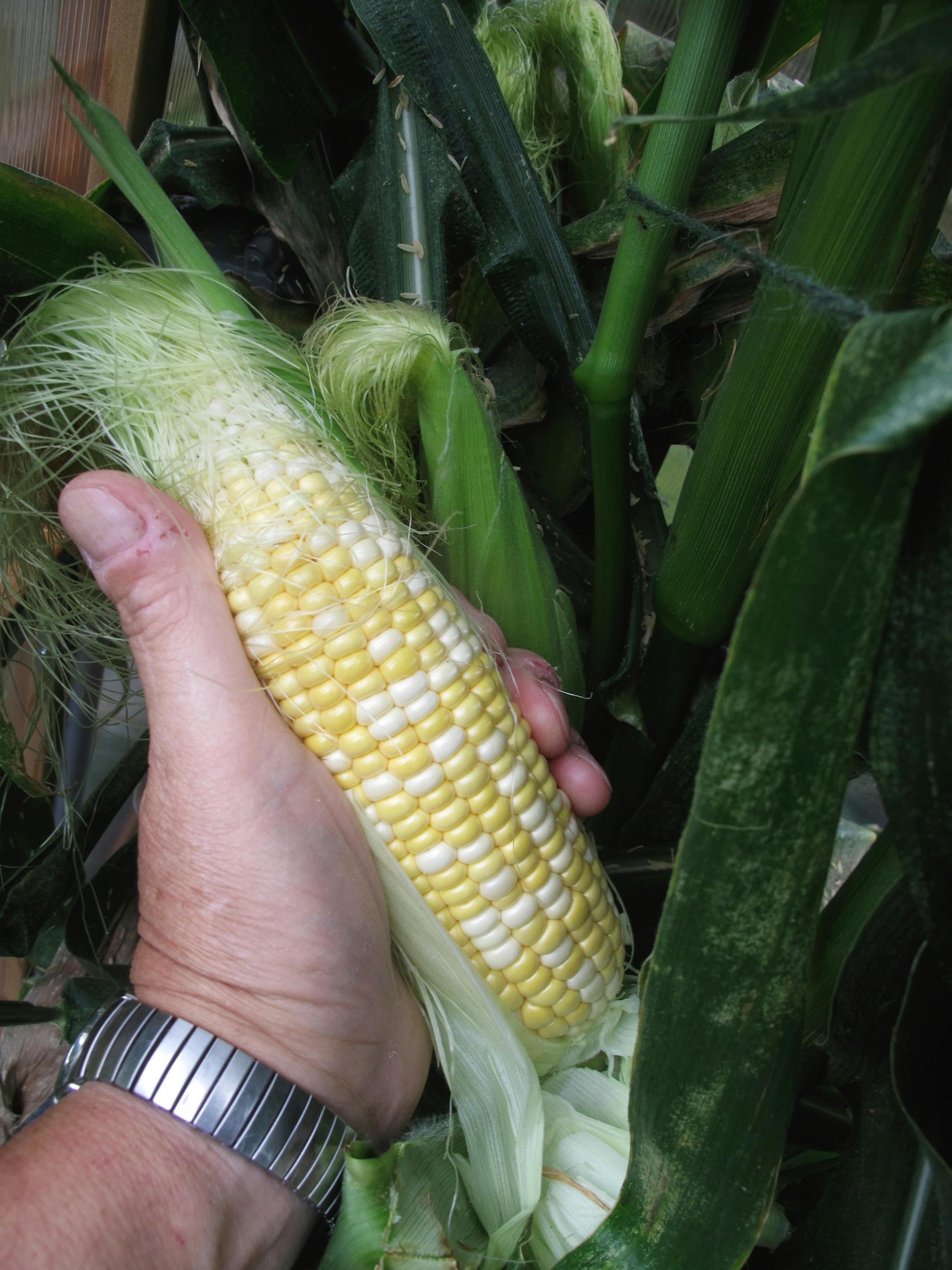 The prairie provinces of western Canada used to be famous for growing wheat, but faster-maturing corn hybrids are sprouting north of the border.