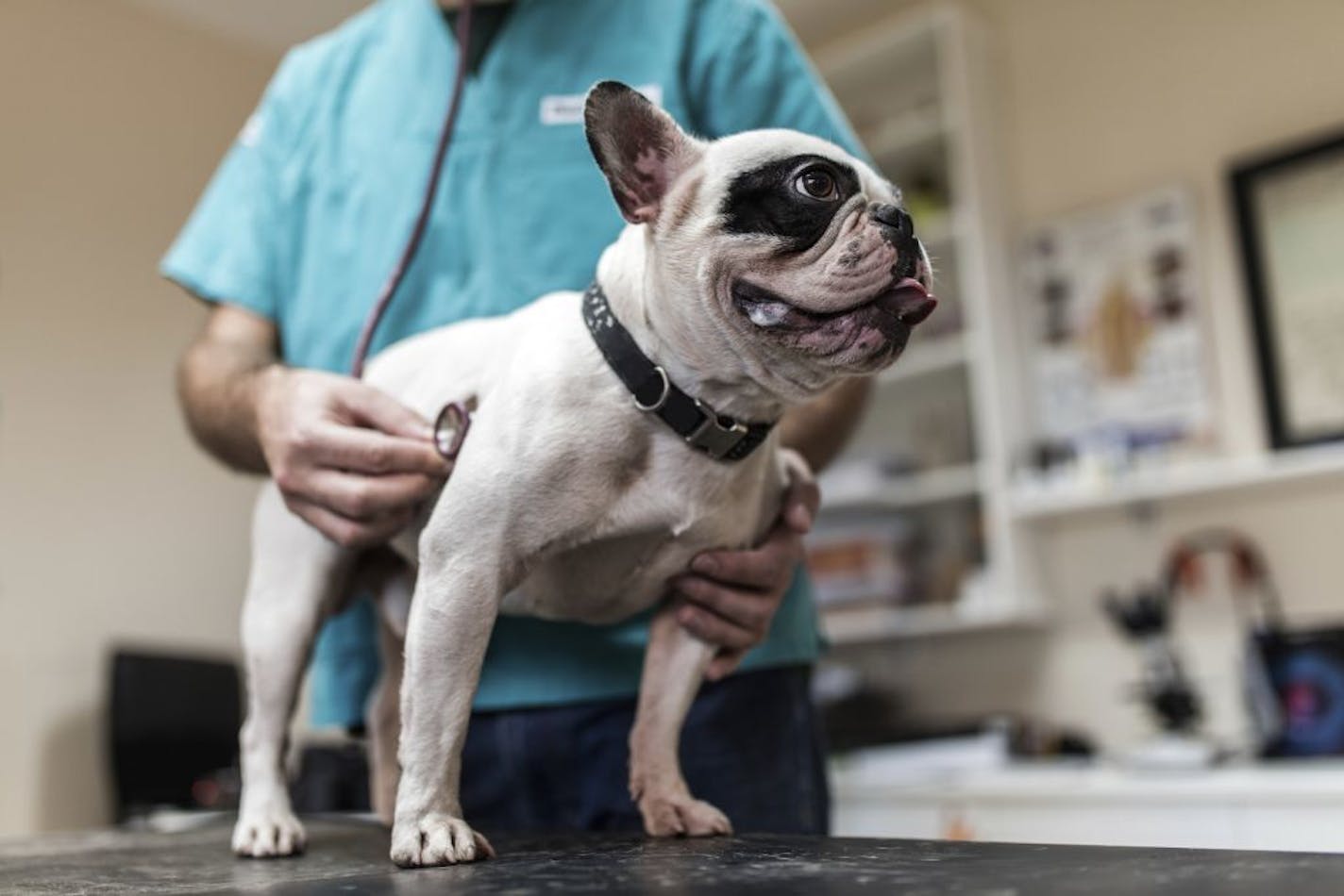 Purebred dog being examined with a stethoscope at veterinarian's office.