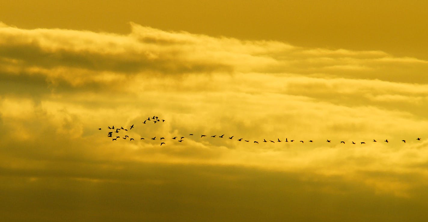 A large flock of Canada geese fly in a V-formation against a sky filled with golden clouds and darker ground below.
