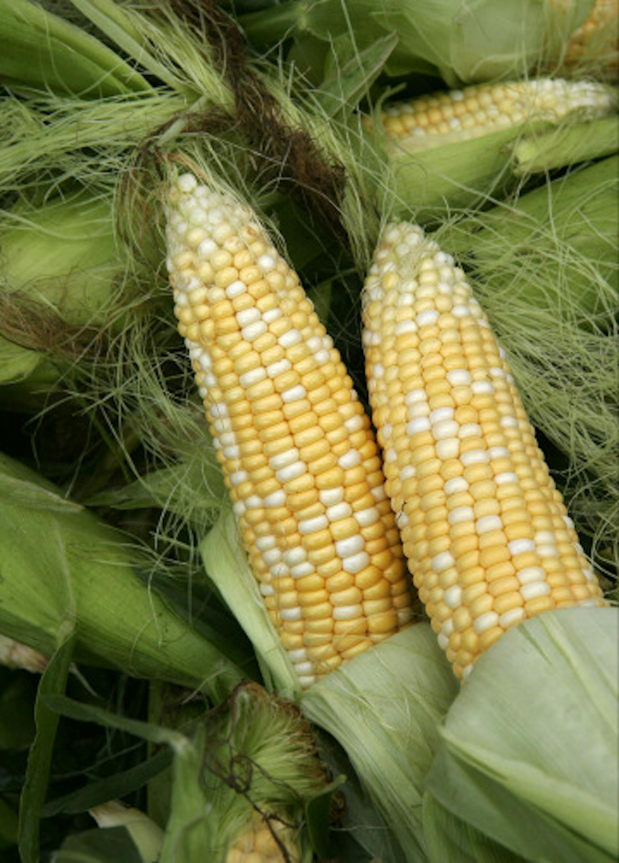 Tom Wallace/Star Tribune For organic0811. Featherstone and Rockspring Farms are Certified Organic, and are selling at the Rochester downtown Farmers Market. From many growers around the city, products of locally produced organic-natural foods, including milk, butter, kettle corn, cookies, syrup, ice cream, soup. Sweet corn from the Featherstone veggie stand in the Rochester downtown market.