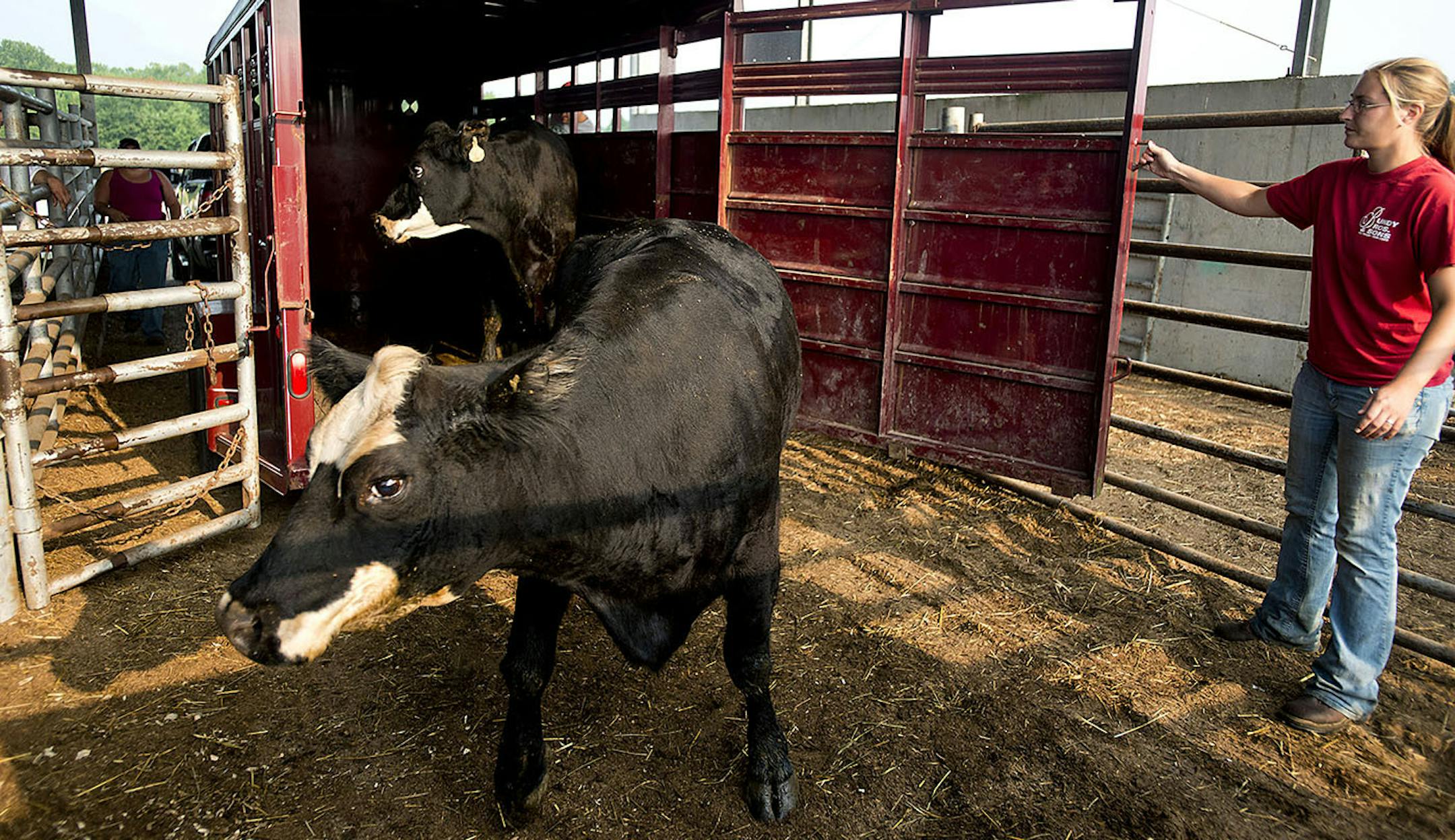 Cattle are unloaded from a trailer before being taken to a holding pen at the United Producers Inc. livestock auction in Little York, Indiana, U.S., on Tuesday, Aug. 13, 2012. Feeder-cattle futures rose to a five-week high on signs of tightening supplies, after the worst U.S. drought since 1956 dried pastures and forced producers to sell animals earlier than normal. Photographer: Ty Wright/Bloomberg ORG XMIT: 150377850