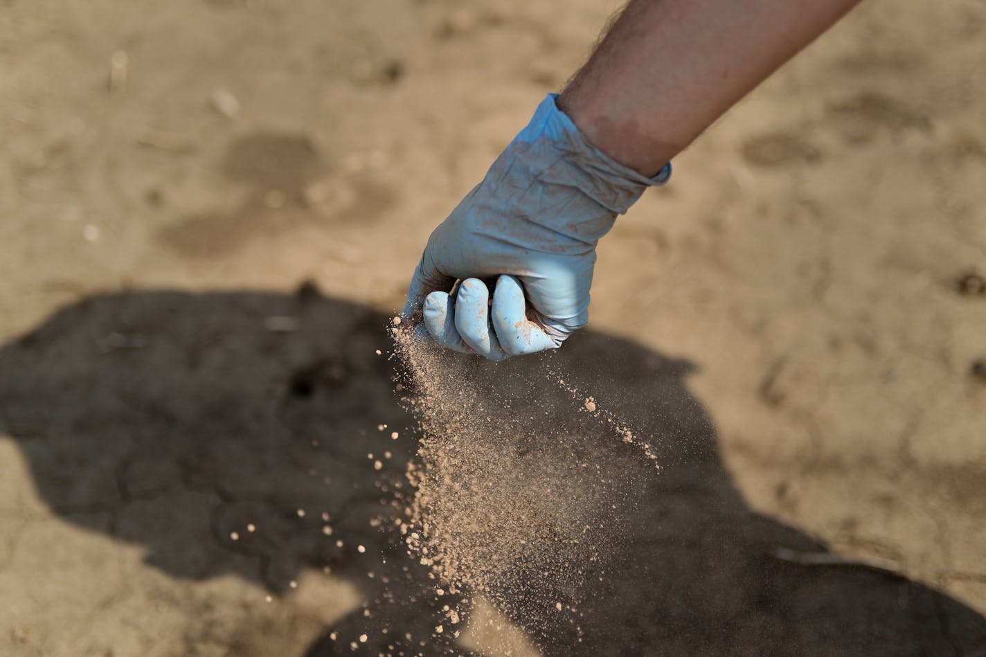 The ash left over from incinerated human waste is spread by hand onto plots of land by U of M researcher Jim Crants. Corn and soybeans will grow in the area as researchers study the possibility of using the ash as fertilizer.