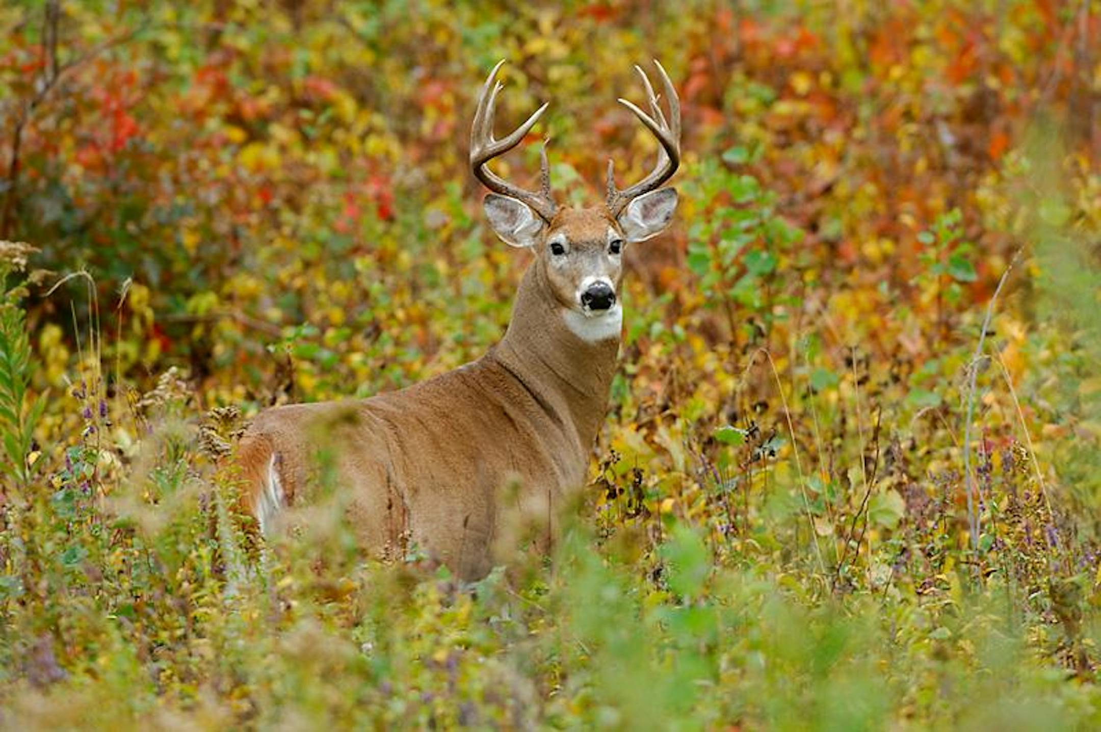 Big whitetail buck amid fall color.