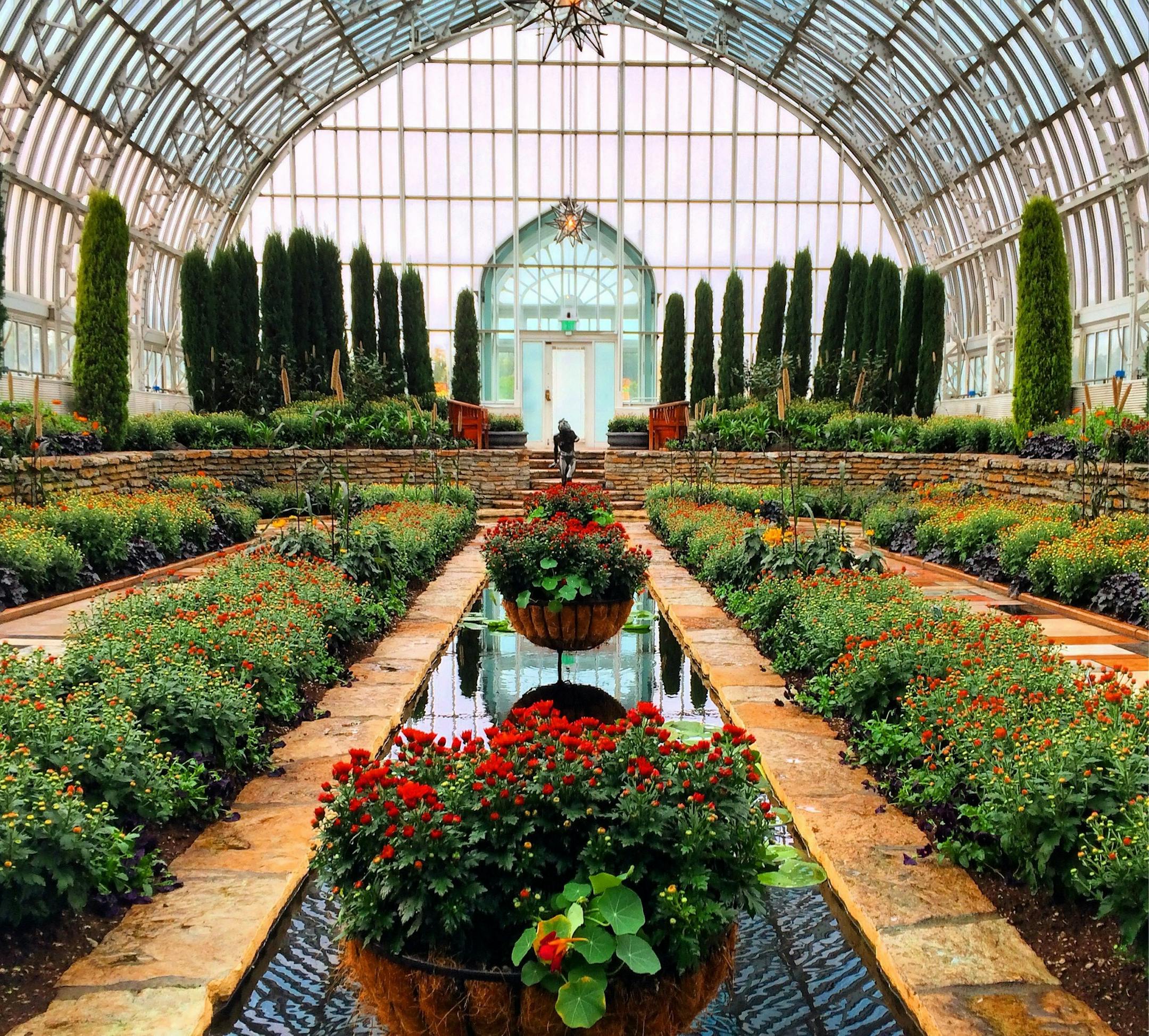 The Marjorie McNeely Conservatory Fall Flower Show showcases hundreds of chrysanthemums through Nov. 26.