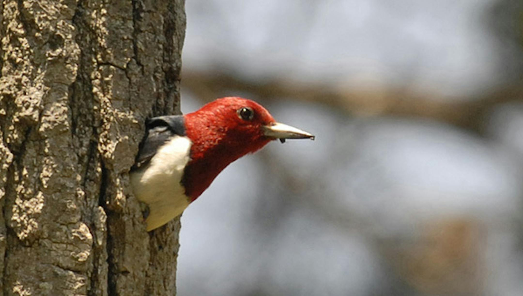Red-headed woodpecker looks out of a nest credit: Jim Williams