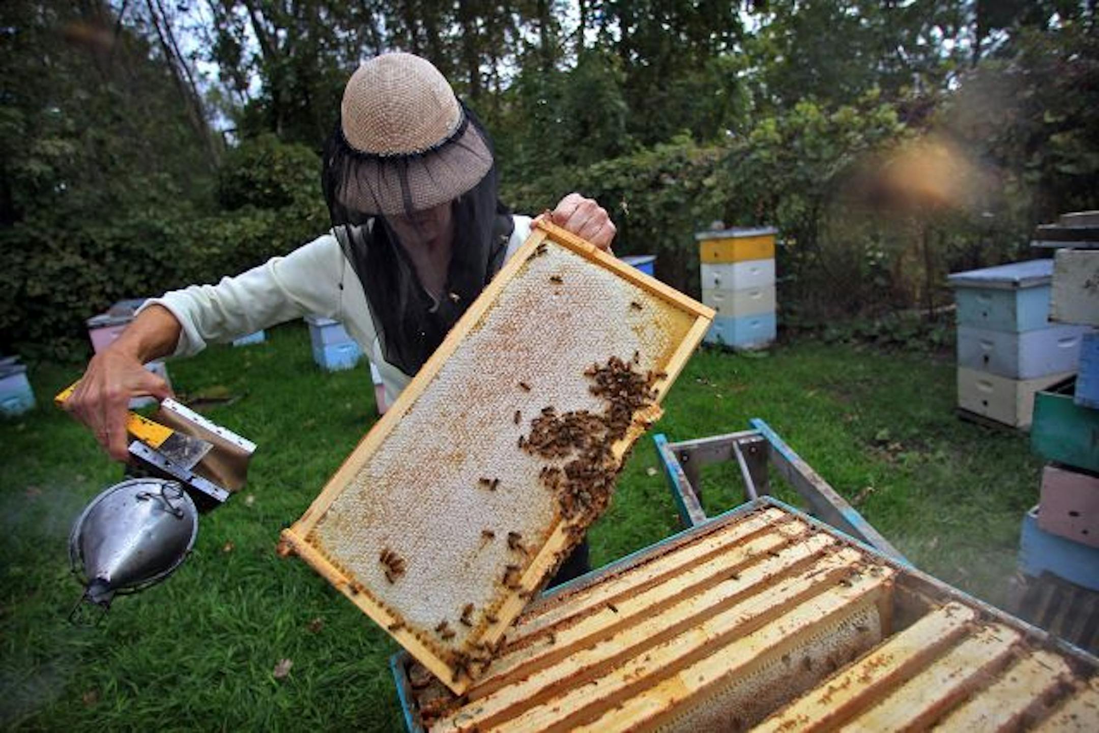 University of Minnesota Prof. Marla Spivak applied smoke to a bee hive to calm the bees while inspecting a colony Tuesday. Spivak and her students have been studying resin, which bees collect and use. They have discovered the resin helps bees' immune systems.