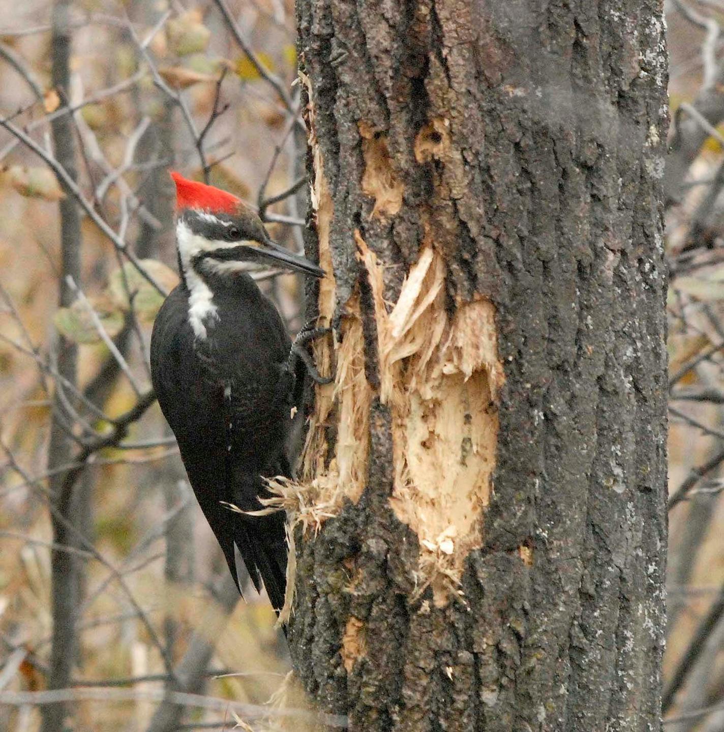 A pileated woodpecker pecks at a large gash on a tree.